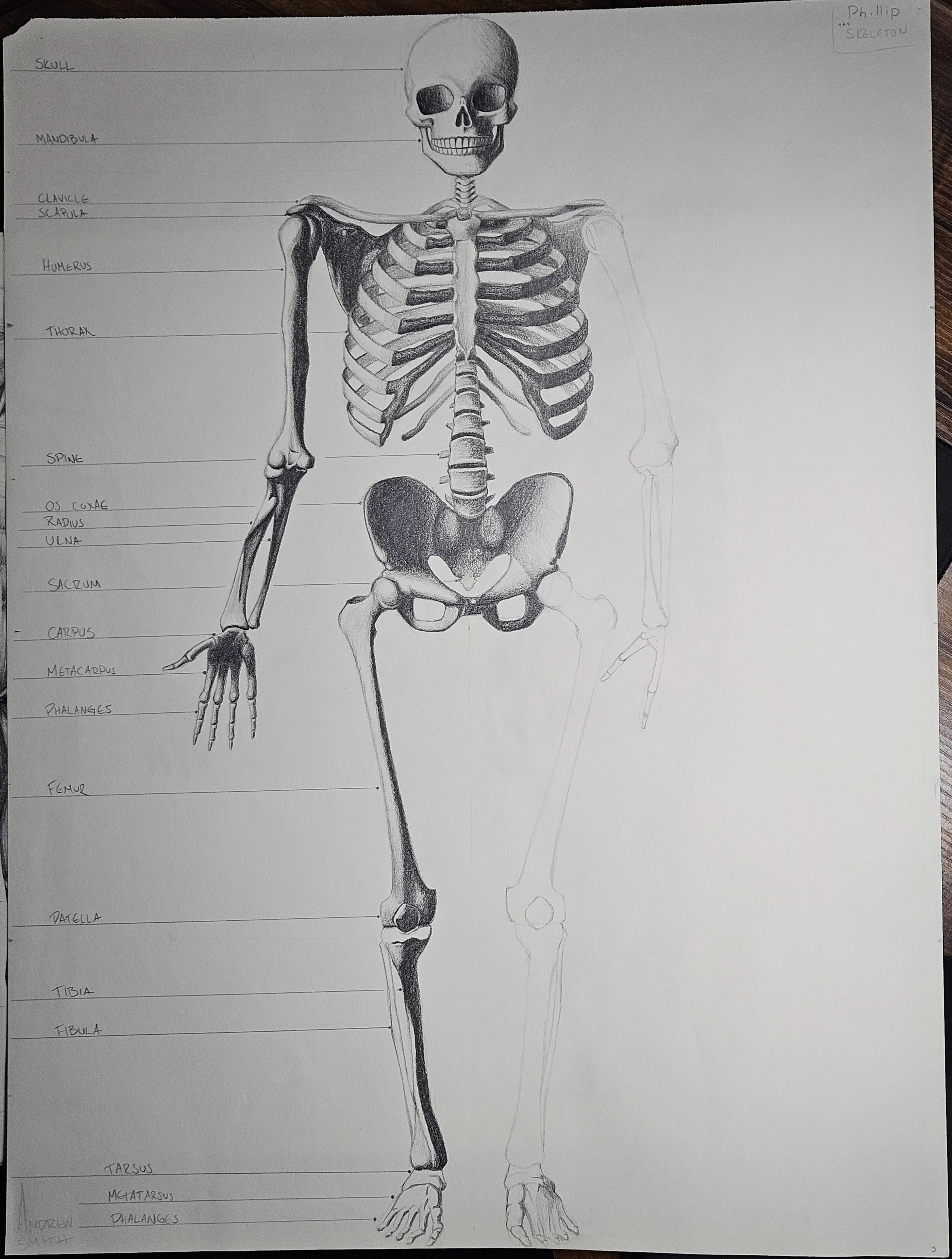 figure drawing - skeletal system