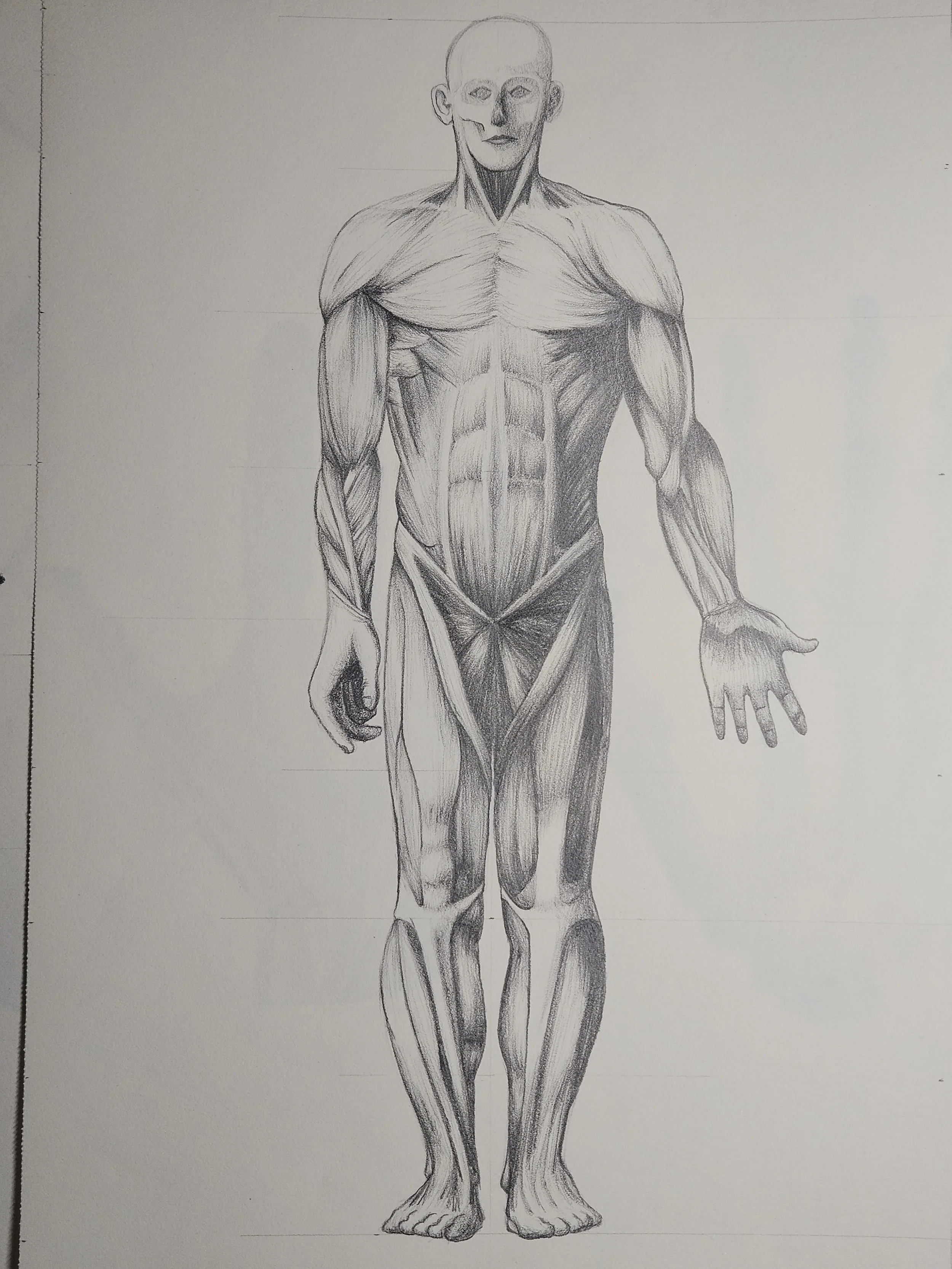 figure drawing - muscular system front