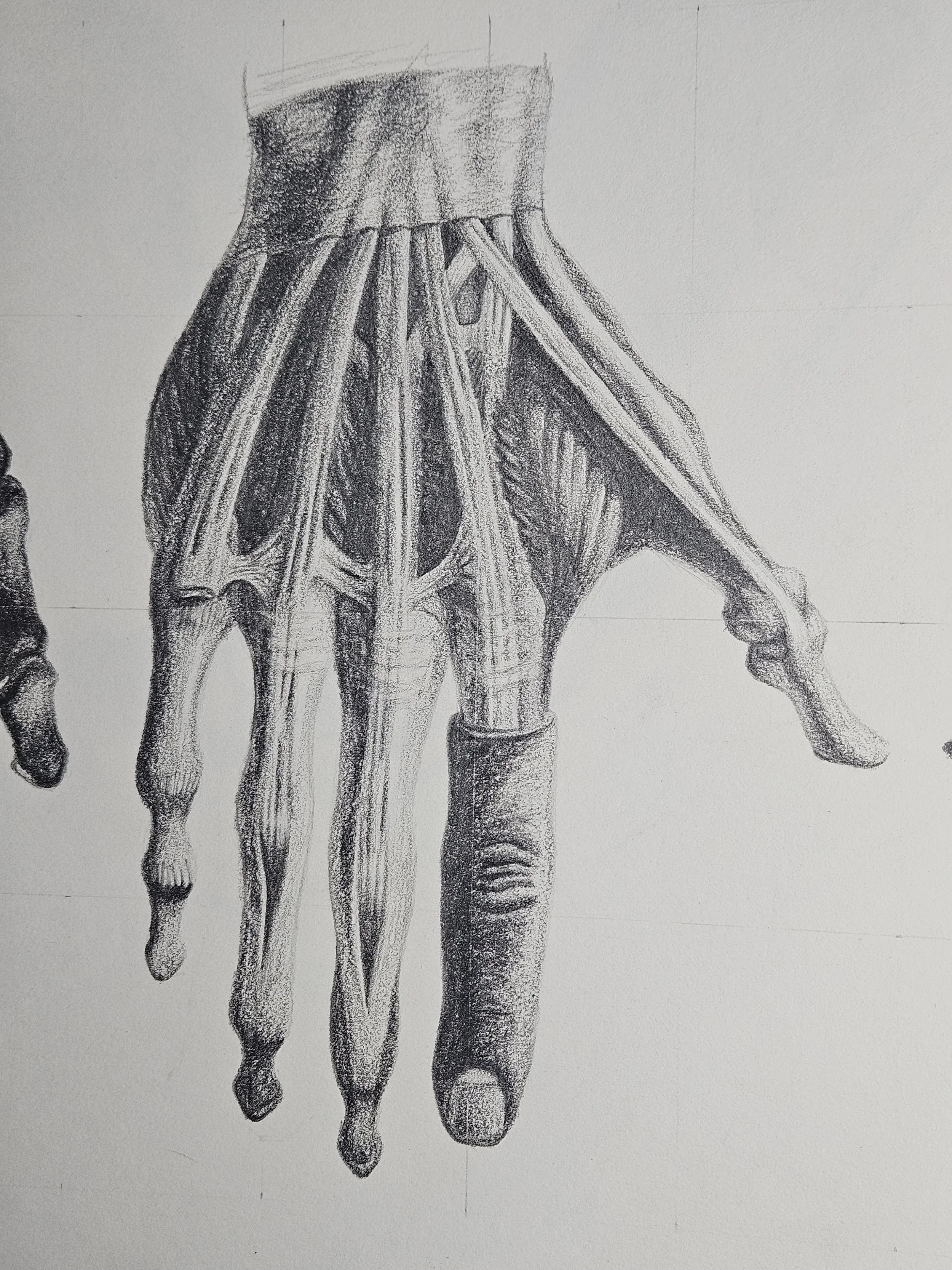 figure drawing - muscular hand back