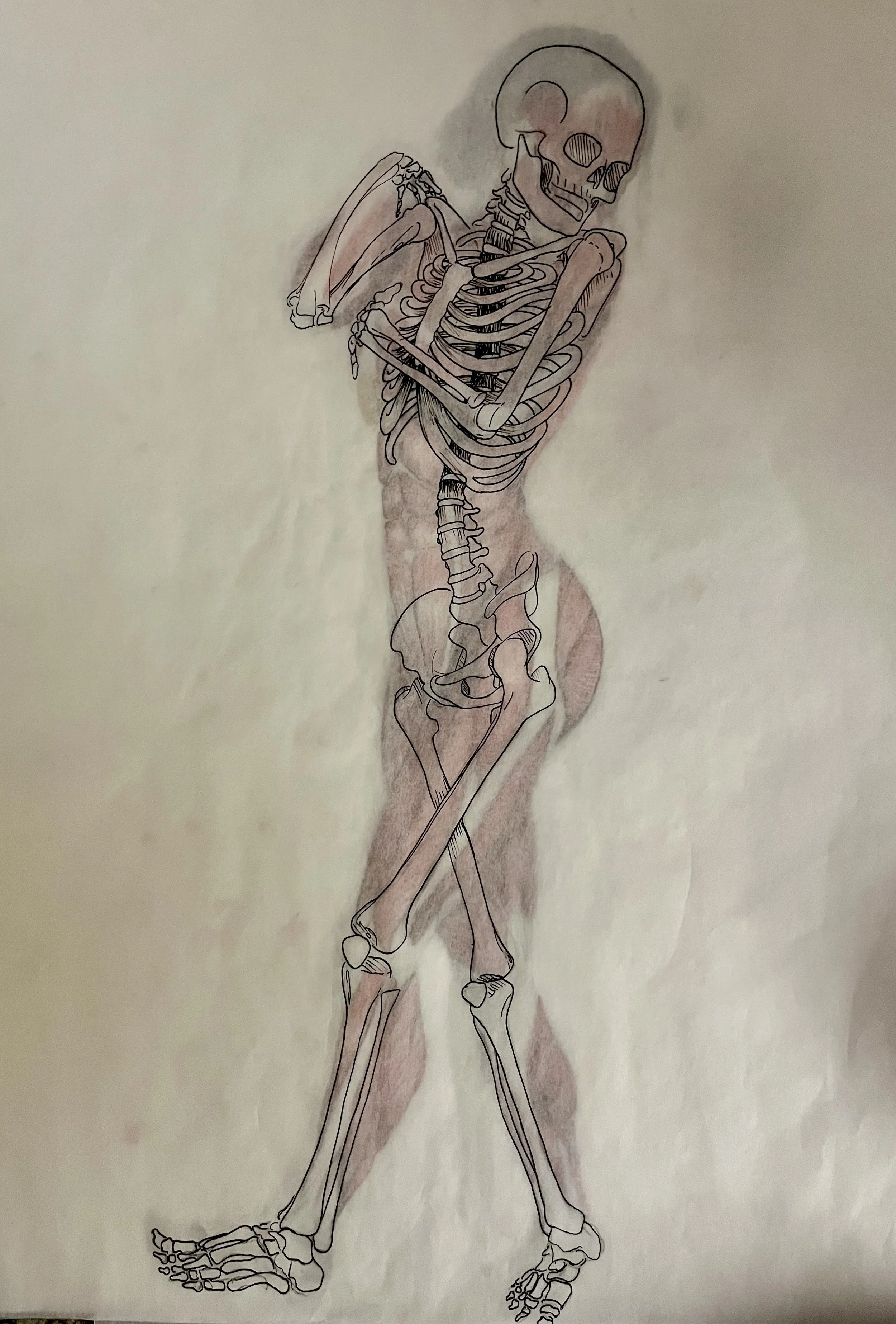 Evelyn Graham
Figure Drawing
Structure Study (Skeleton)