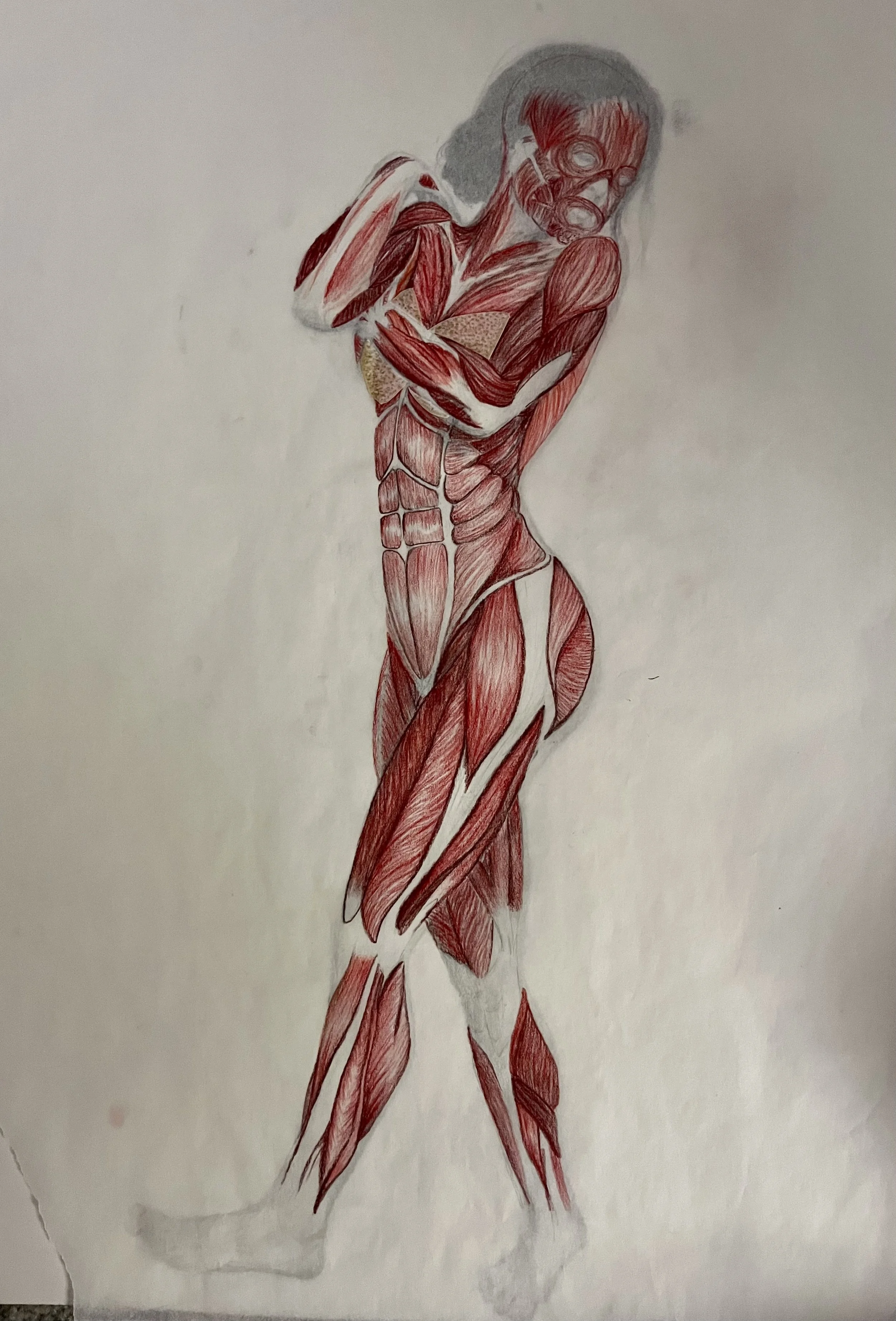 Evelyn Graham
Figure Drawing
Structure Study (Muscle)
