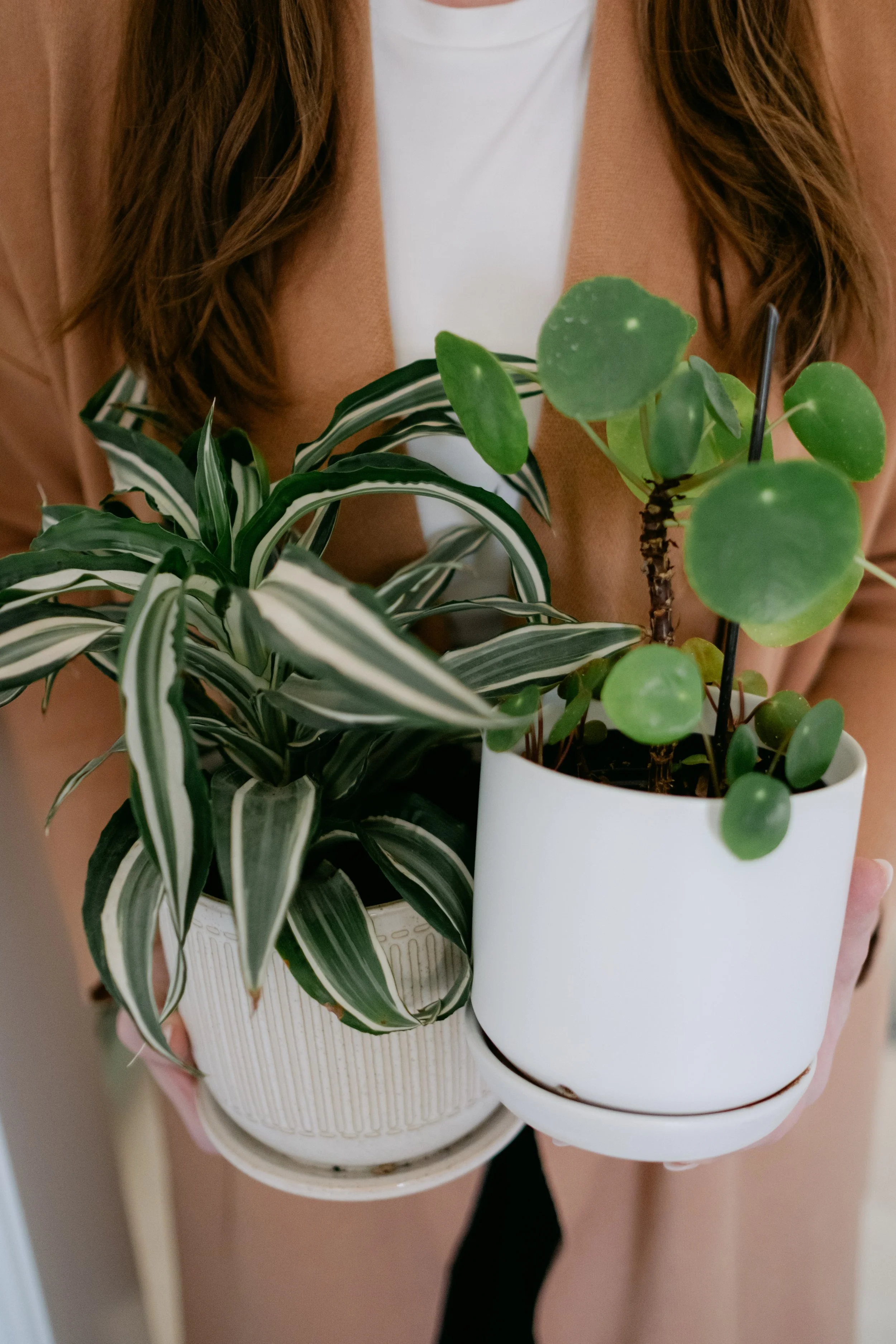 Person holding two potted green plants, one with variegated leaves, in a white pot and another with round leaves, in a white cylindrical pot.
