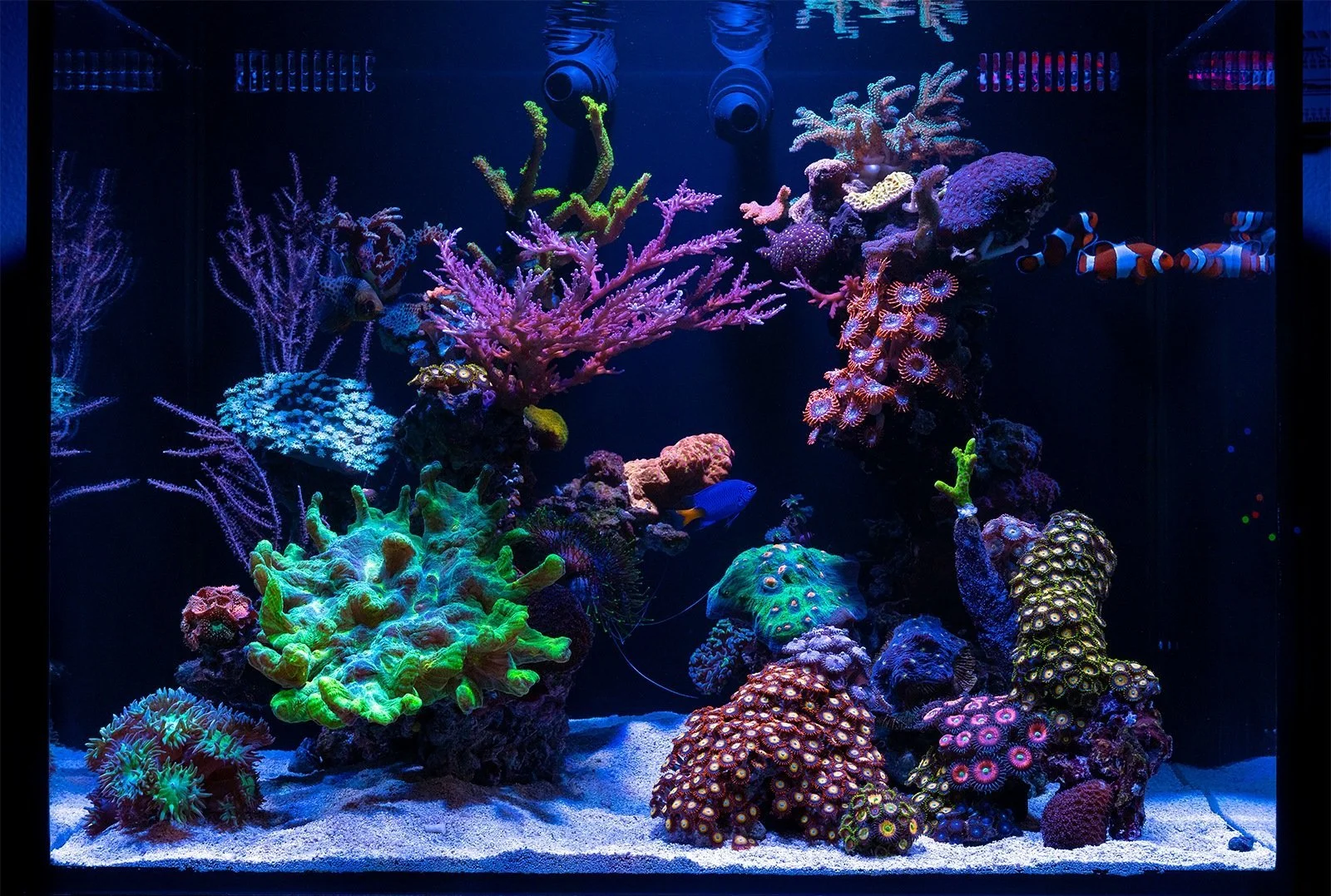 Colorful coral reef aquarium with various coral formations and small tropical fish.