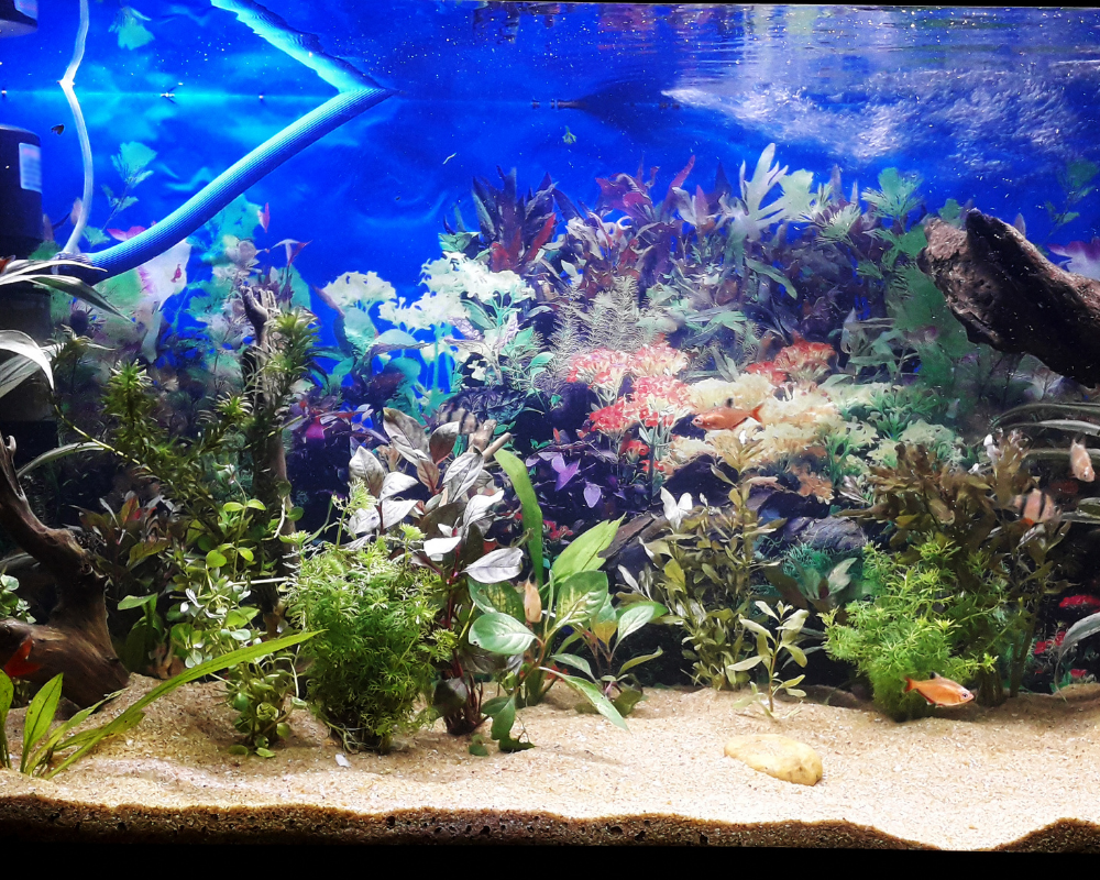 Aquarium with various colorful fish, aquatic plants, and a sandy substrate.
