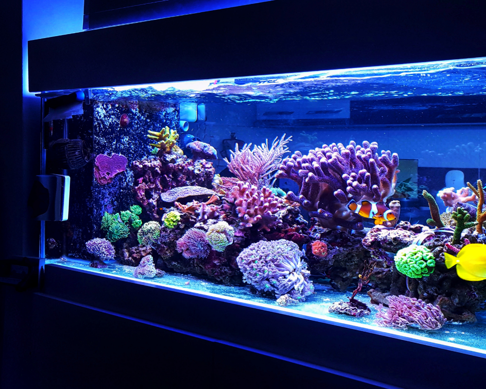 An illuminated saltwater aquarium with colorful coral and tropical fish.