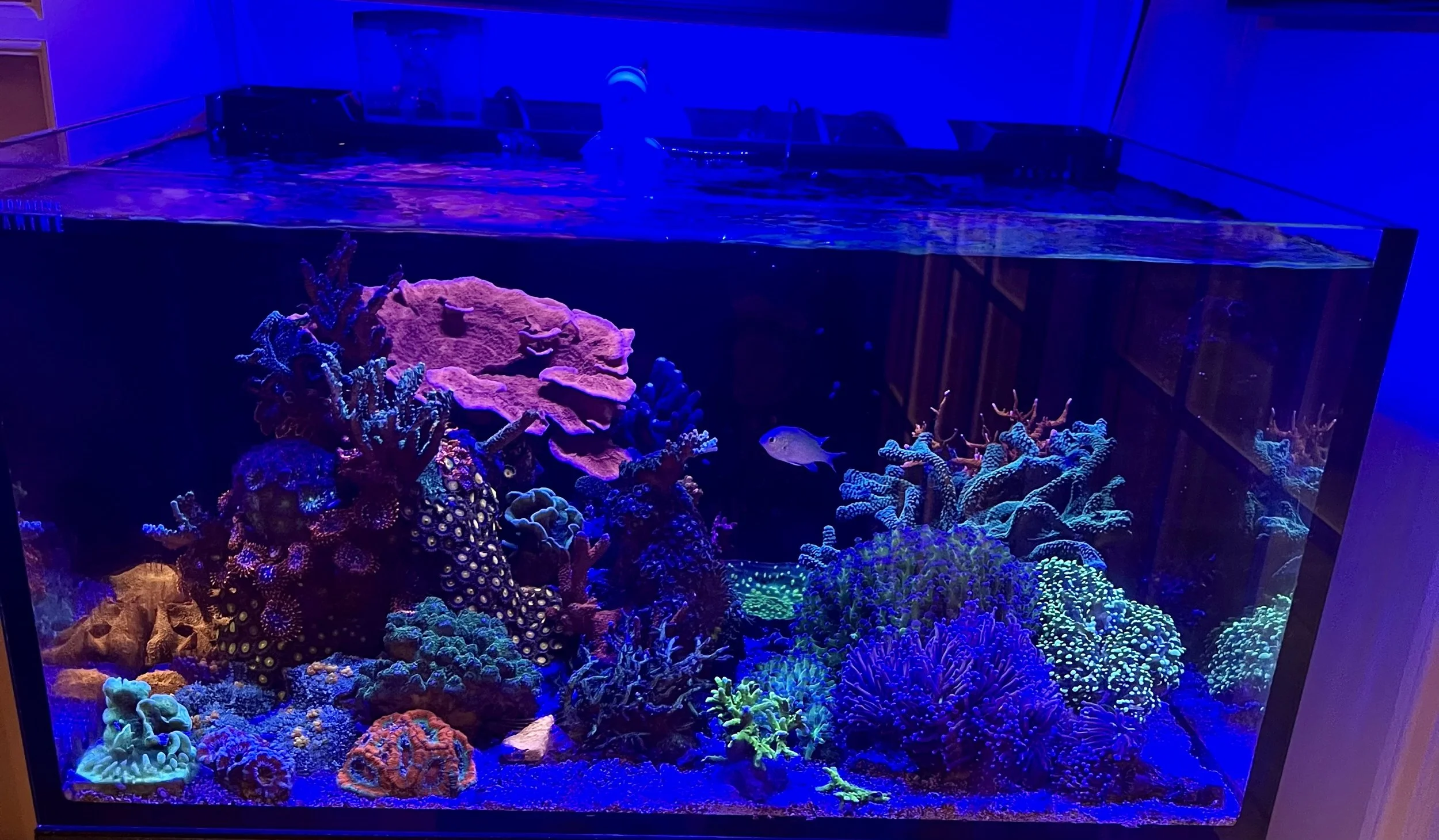 An aquarium with colorful coral and fish under blue lighting.