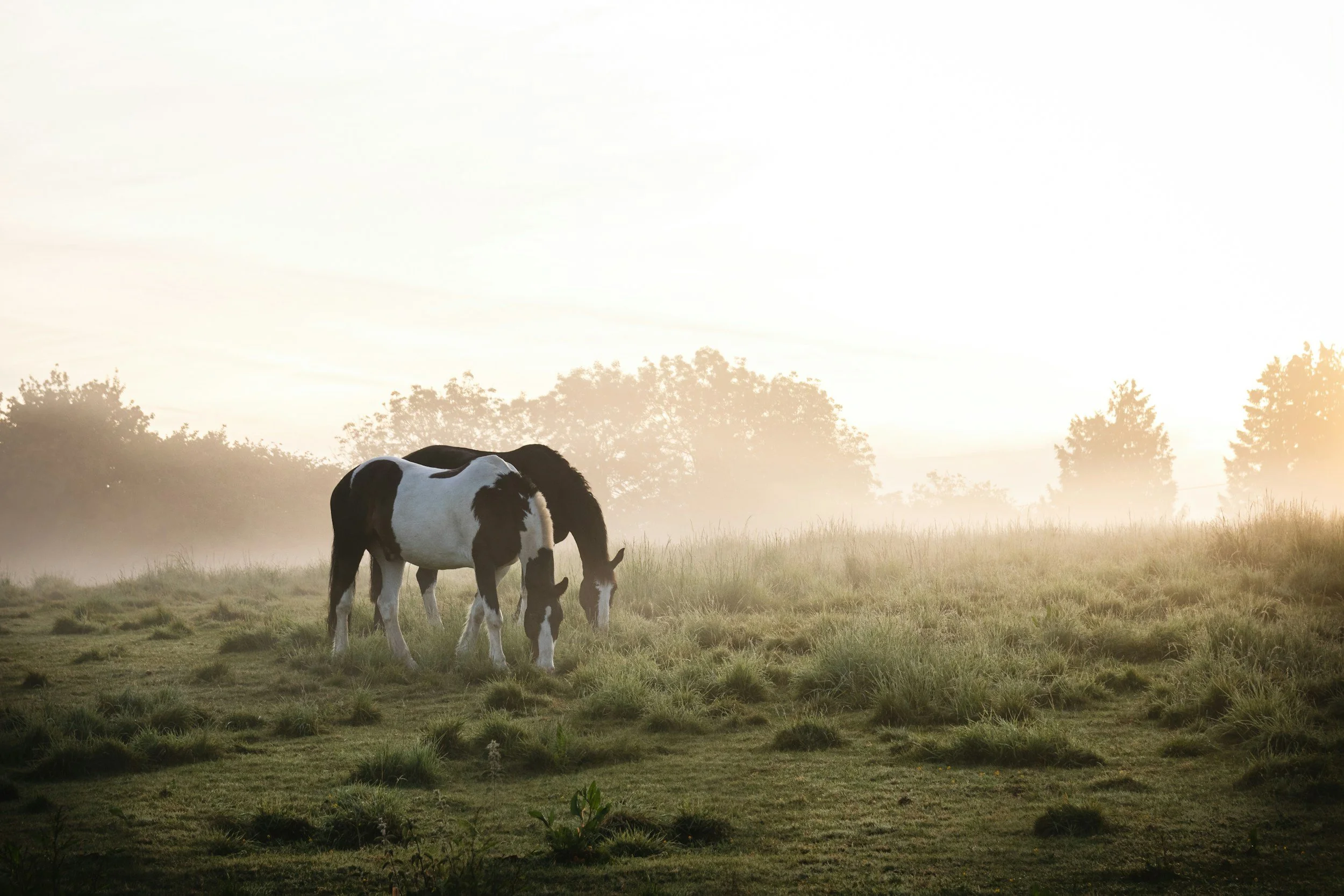 Photo of horses grazing in the mist