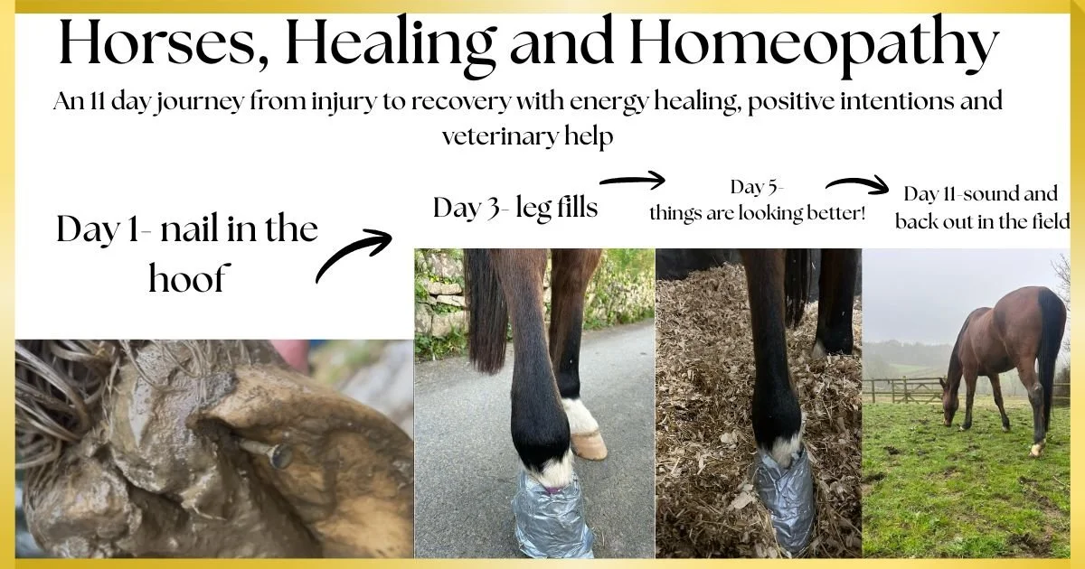 Horses, Healing and Homeopathy
