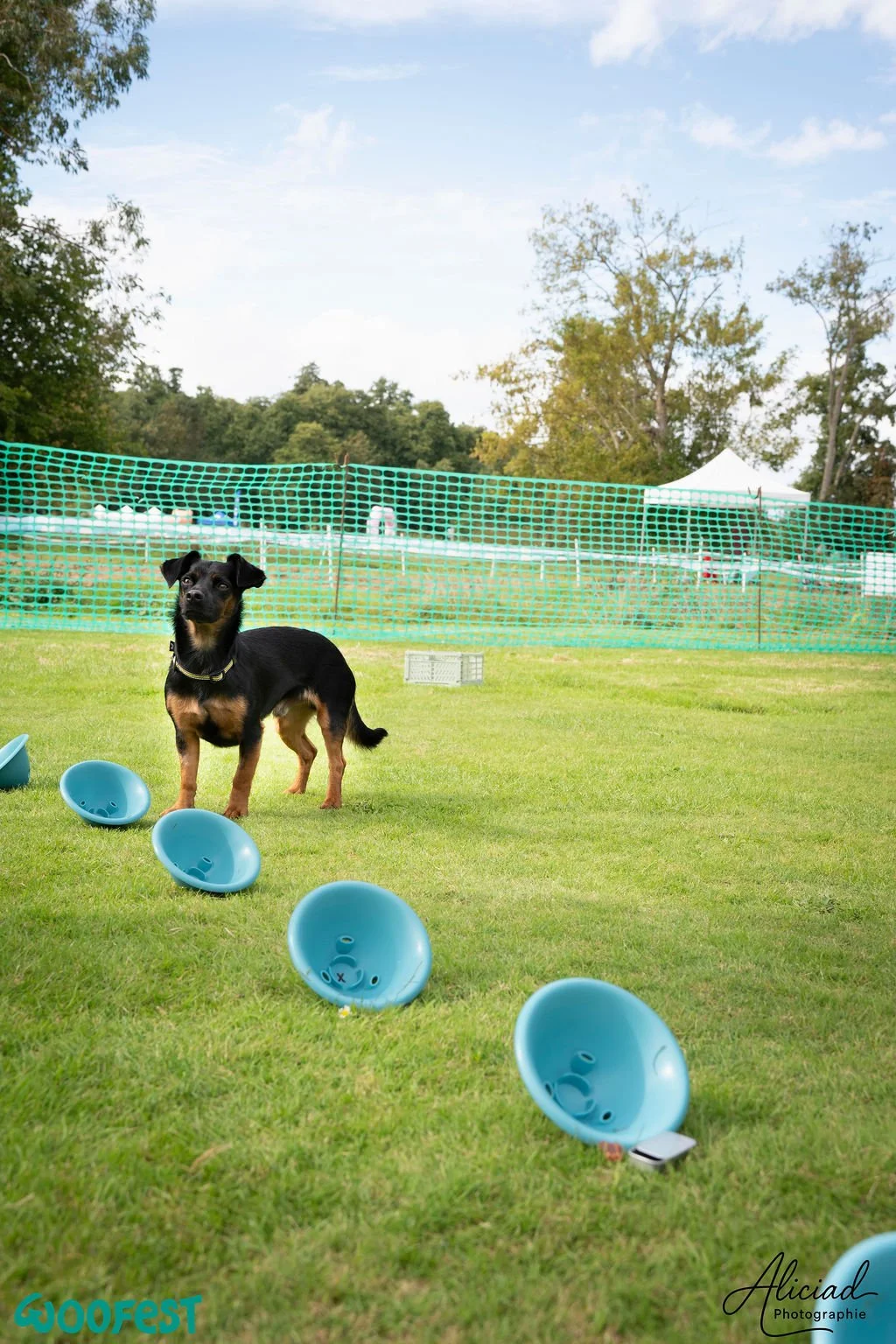 nosework-chien-jeu-de-flair.jpg