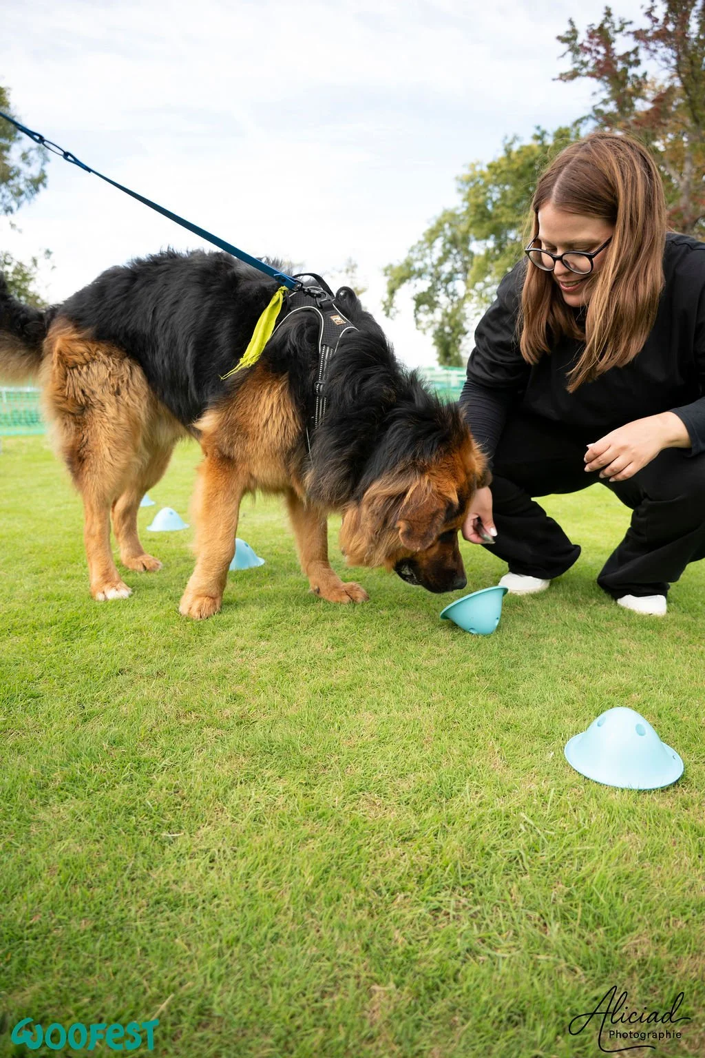 chien-nosework-cours-collectif.jpg