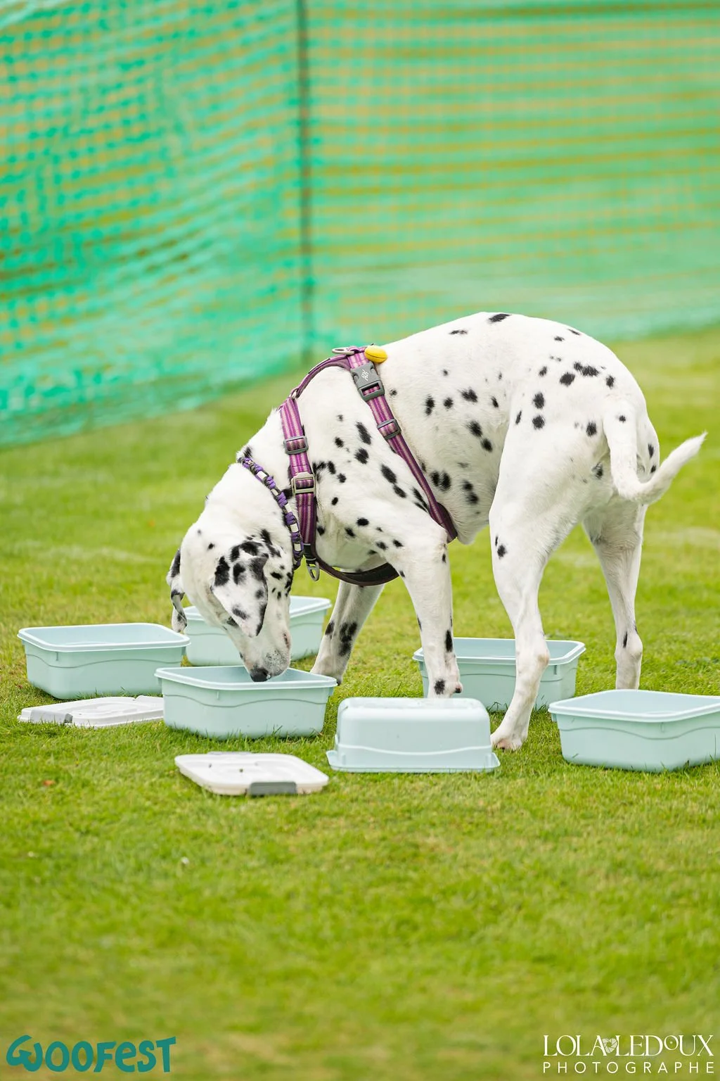 chien-nosework-recherche-boite.jpg