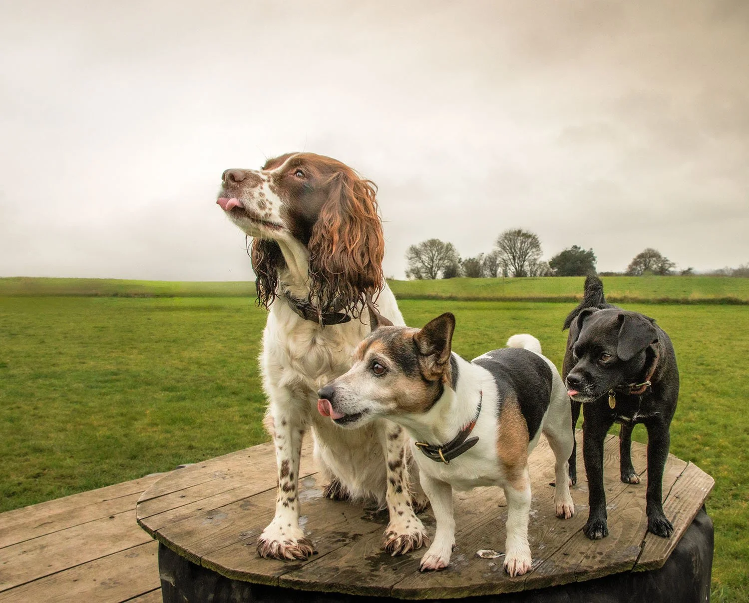 Outdoor dog photography session in Richmond, North Yorkshire.