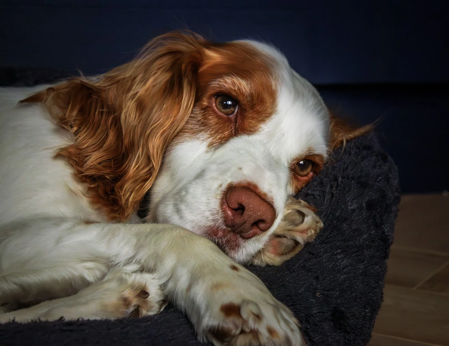 A spaniel in his bed with his paw under his head looking sleepy.