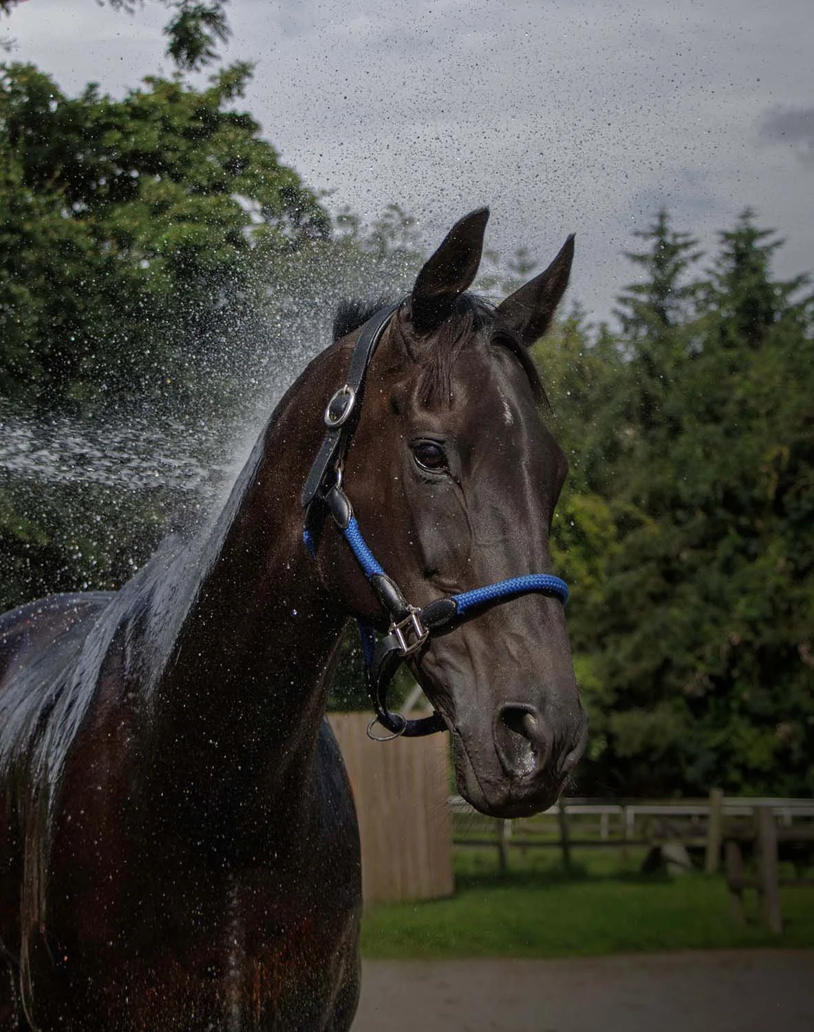 A dark brown horse with a blue halter shaking water from its coat outdoors under a cloudy sky, with trees and a fence in the background.
