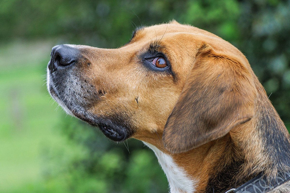 Close-up of a brown dog with a black nose and floppy ears, looking to the left, outdoors with greenery in the background.