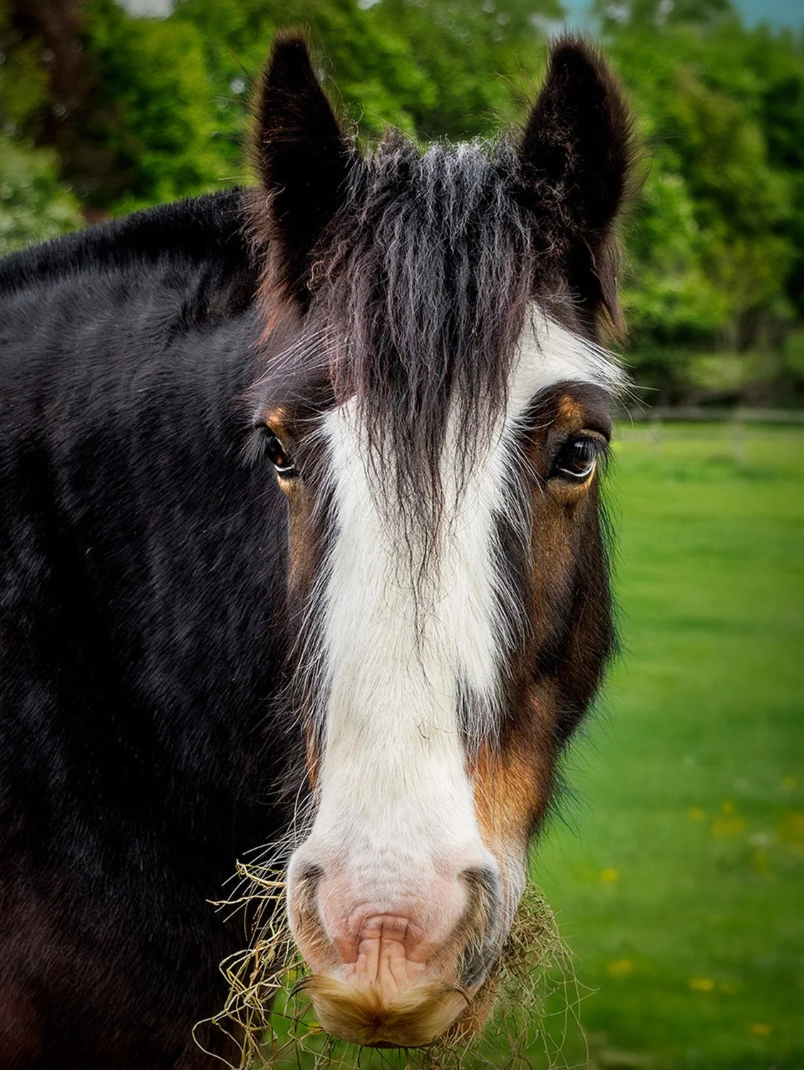 Close-up of a  horse with a dark mane and white markings on its face, standing in a green field with trees in the background.