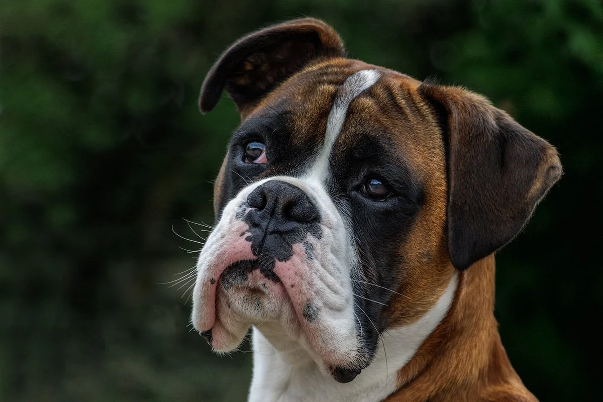 Close-up of a brown, white, and black bulldog with a wrinkled face looking to the side against a blurred green background.