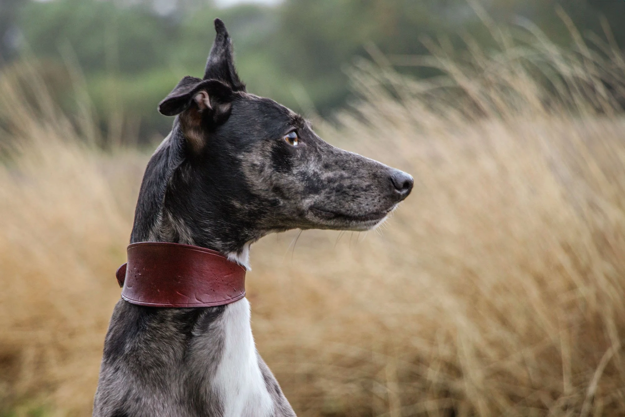 Dog portrait photography in Richmond North Yorkshire