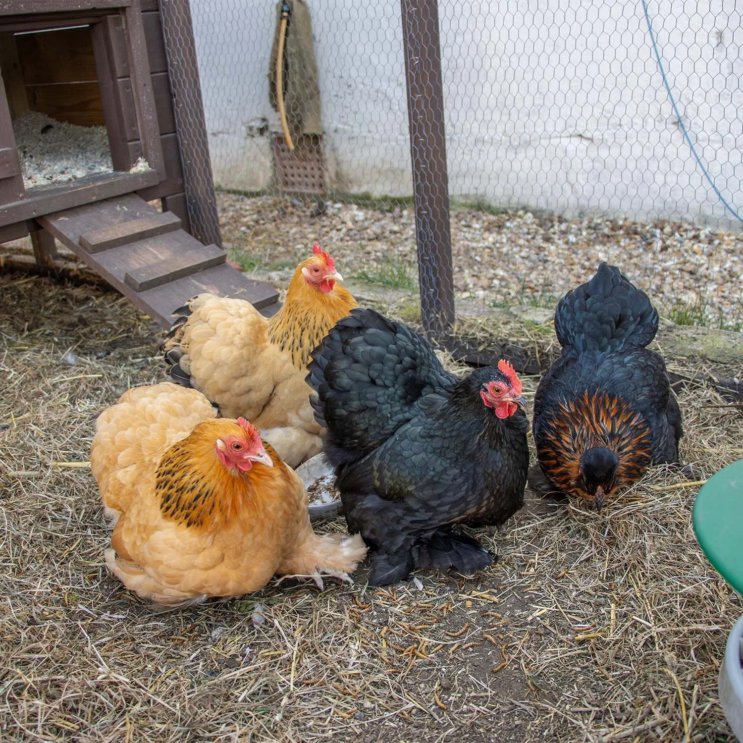 Four chickens—two black and two beige—standing on dirt and straw in a chicken coop yard with chicken feed in the background.