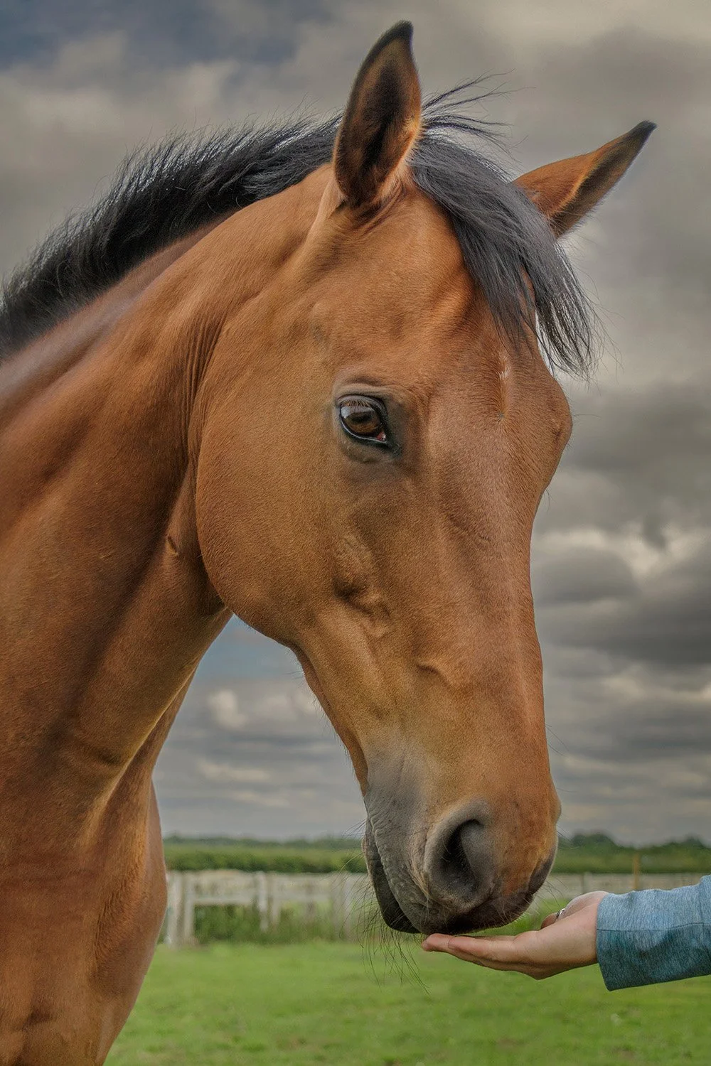 Thoroughbred  brown horse nuzzling the owners hand in the field with grass and grey skies.