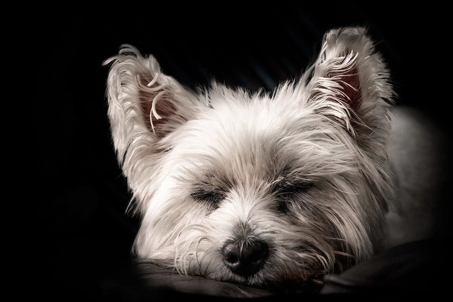 Close-up of a small white dog peacefully sleeping on a sofa at home with a dark background.
