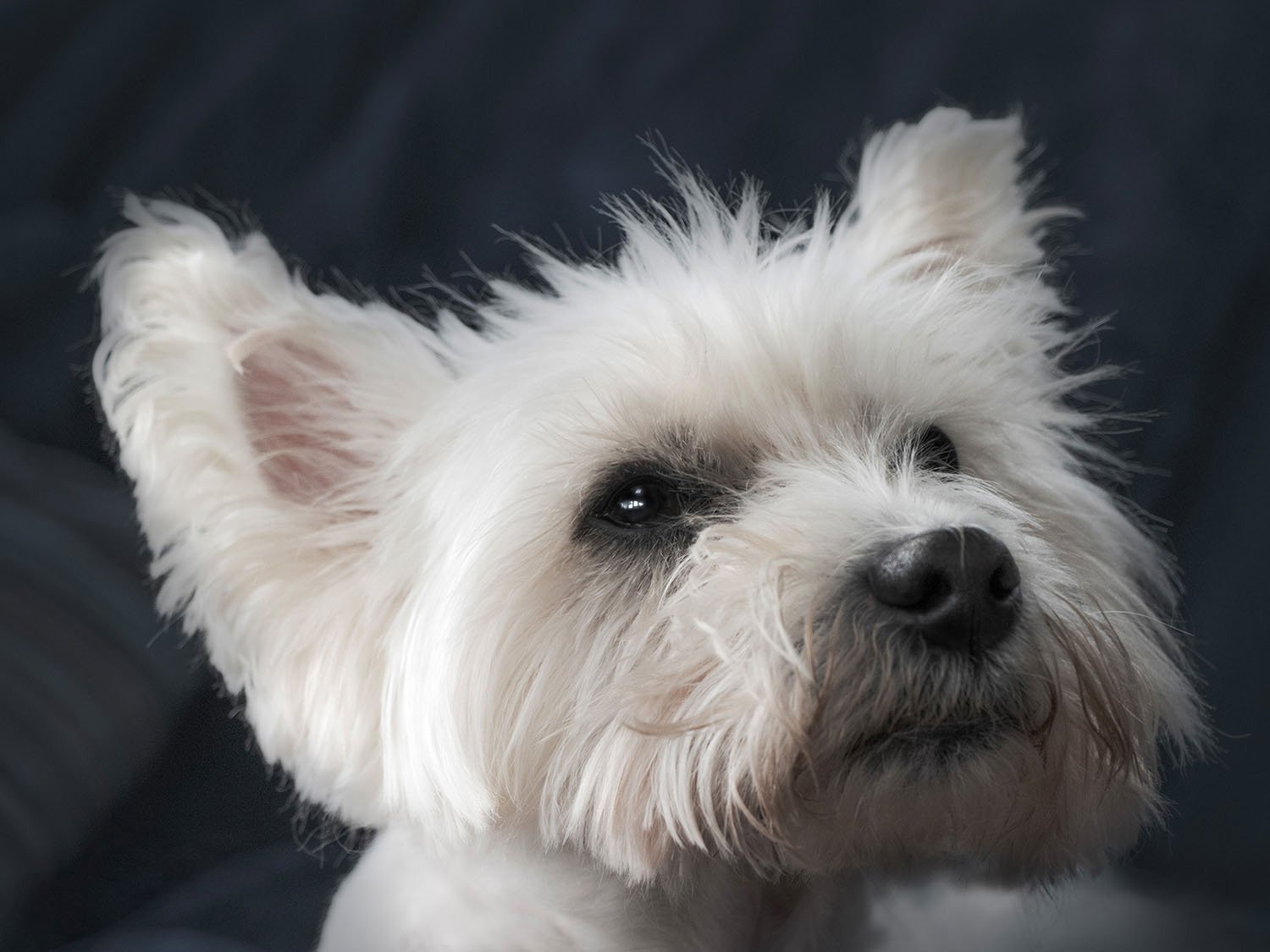 Close-up of a small white dog with fluffy fur and dark eyes, looking to the side, against a dark background.