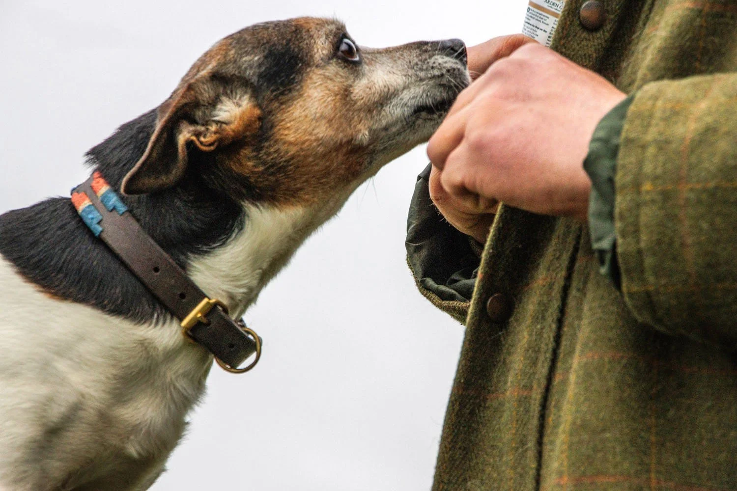 A dog getting a treat from a person wearing a green jacket.