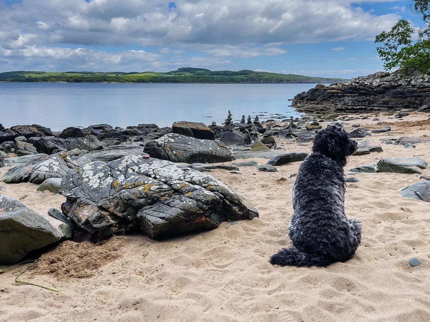 The canvas of a dog sitting on a beach with lots of rocks around and a river and cloudy sky in the background.