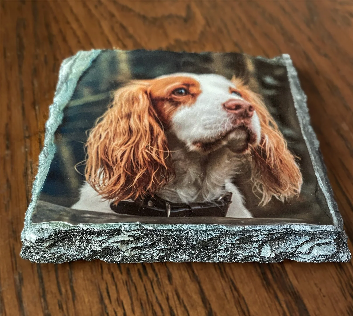 A photo of a dog with long, curly, reddish-brown ears and a white face, on a piece of bark or wood, taken outdoors.