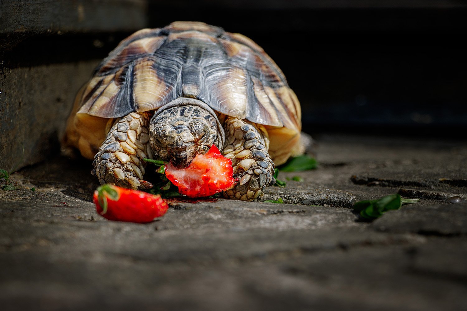 A tortoise eating a strawberry on a outdoor path.