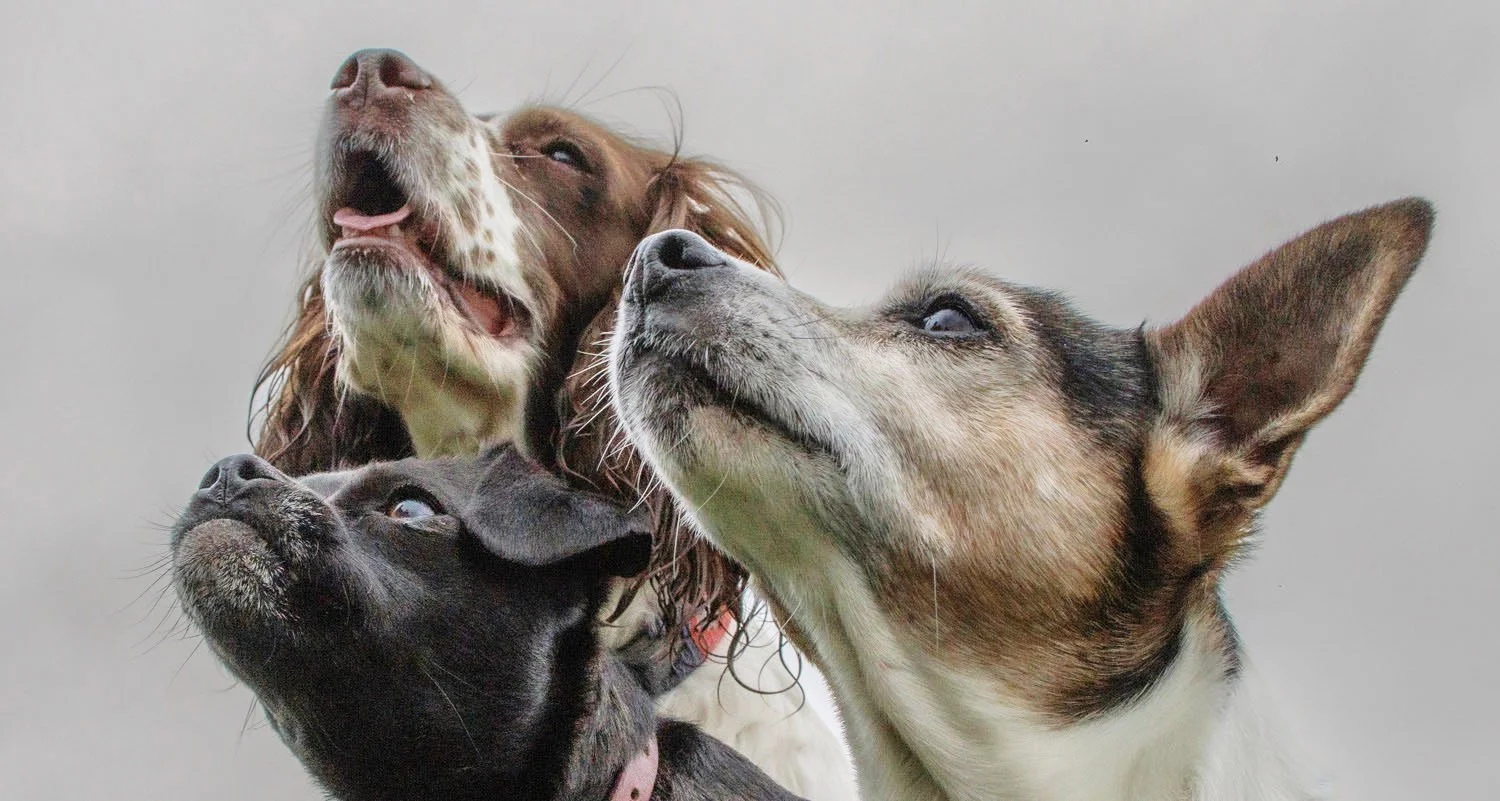 Close-up of three dogs with different fur colors and patterns, showing their faces and expressions.