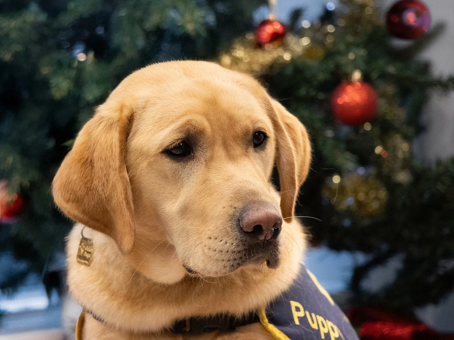 A yellow Labrador retriever wearing a vest that says 'PUPPY' sitting in front of a decorated Christmas tree.