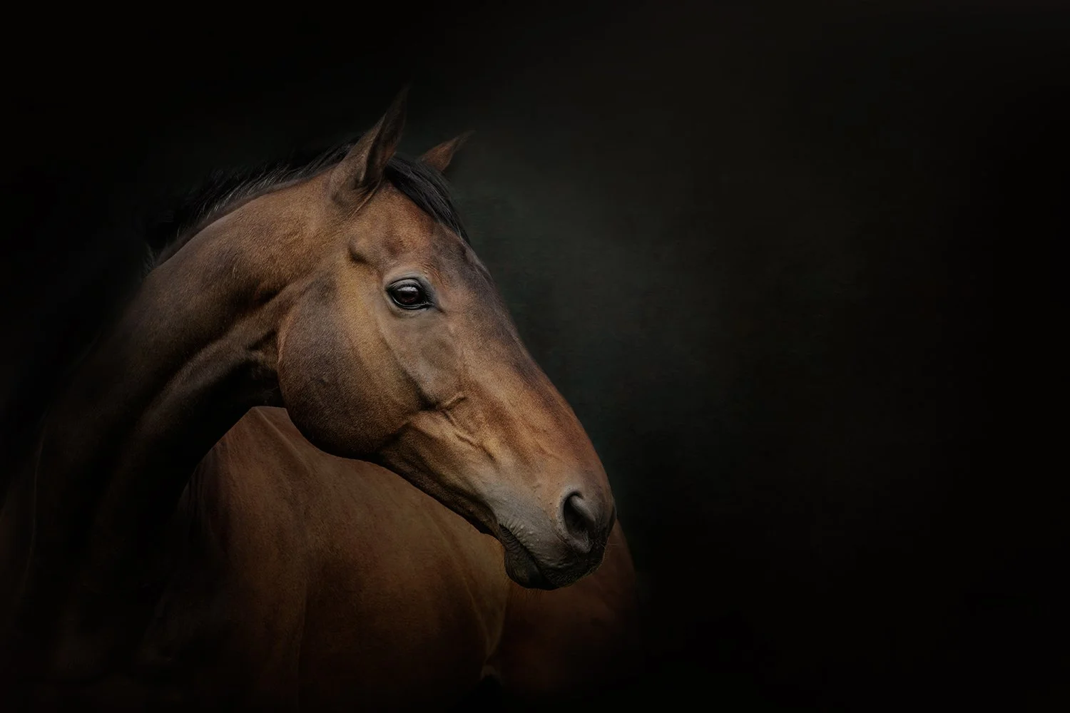 A brown horse with a black mane against a dark background.