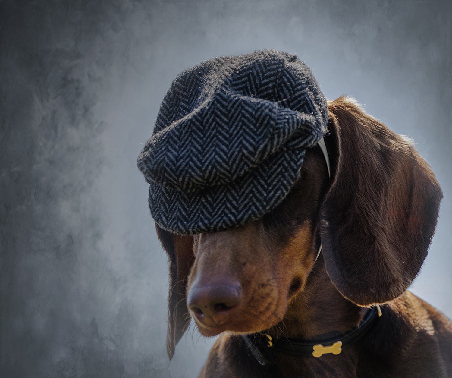 A brown dog wearing a black collar and a gray flat cap with a herringbone pattern.