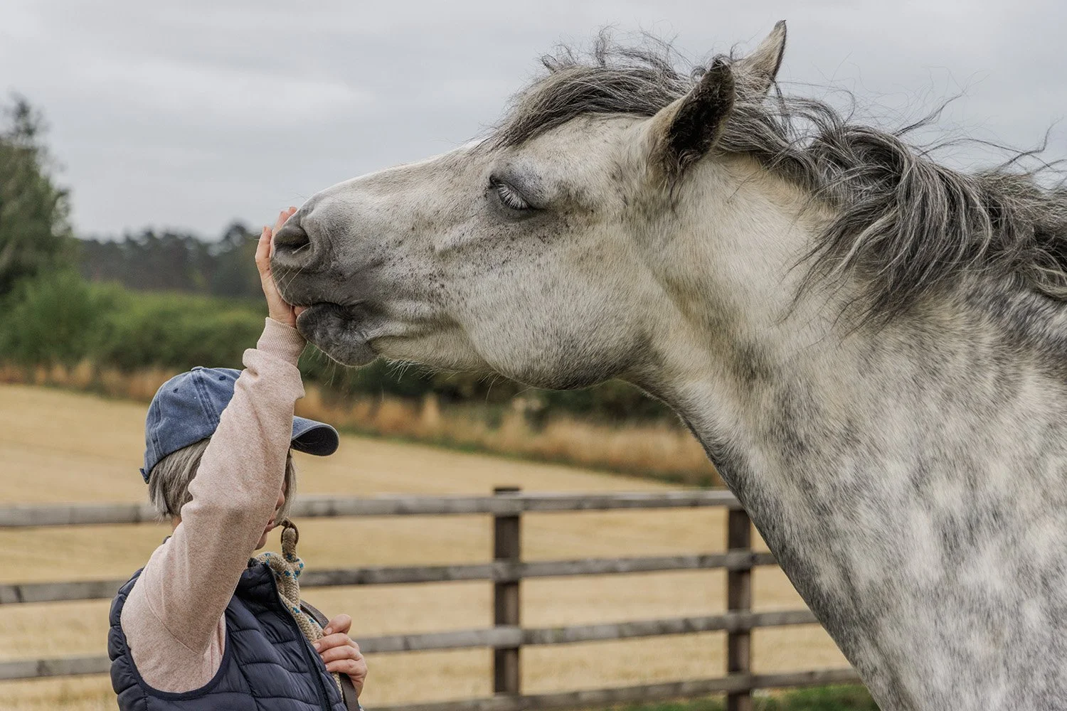 Horse natural photography in Richmond North Yorkshire