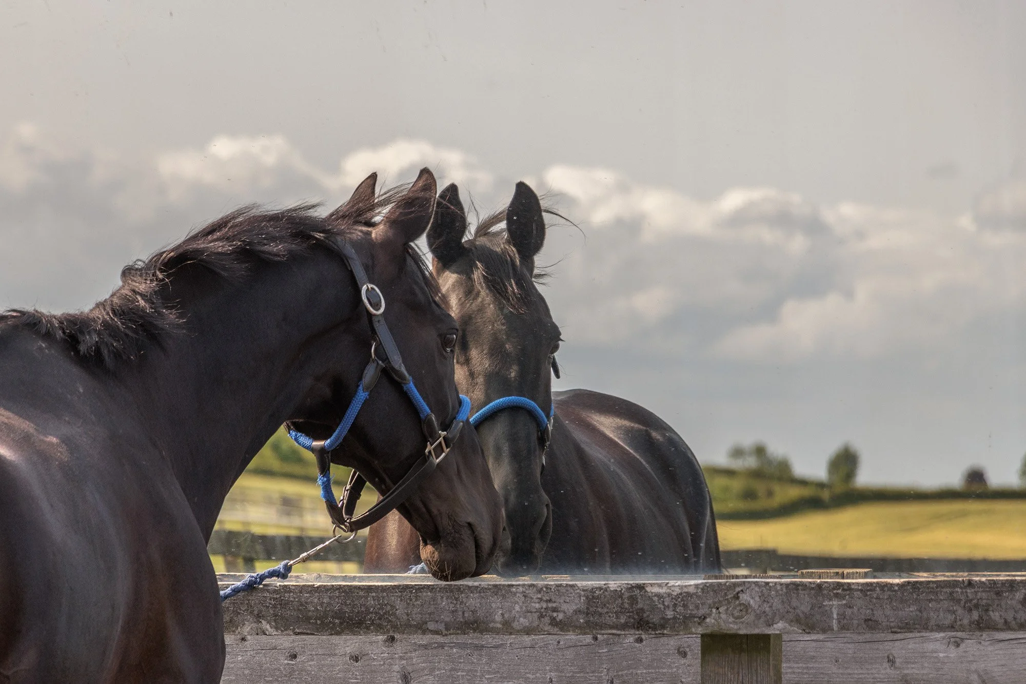 Two horses standing near a wooden fence, with cloudy sky and grassy fields in the background.