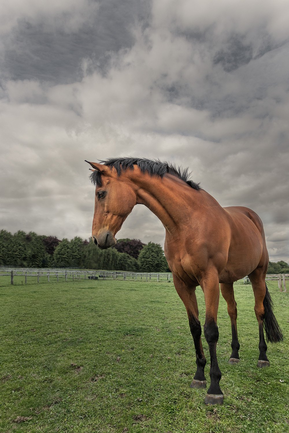 A brown horse with a black mane standing on a grassy field under a cloudy sky.