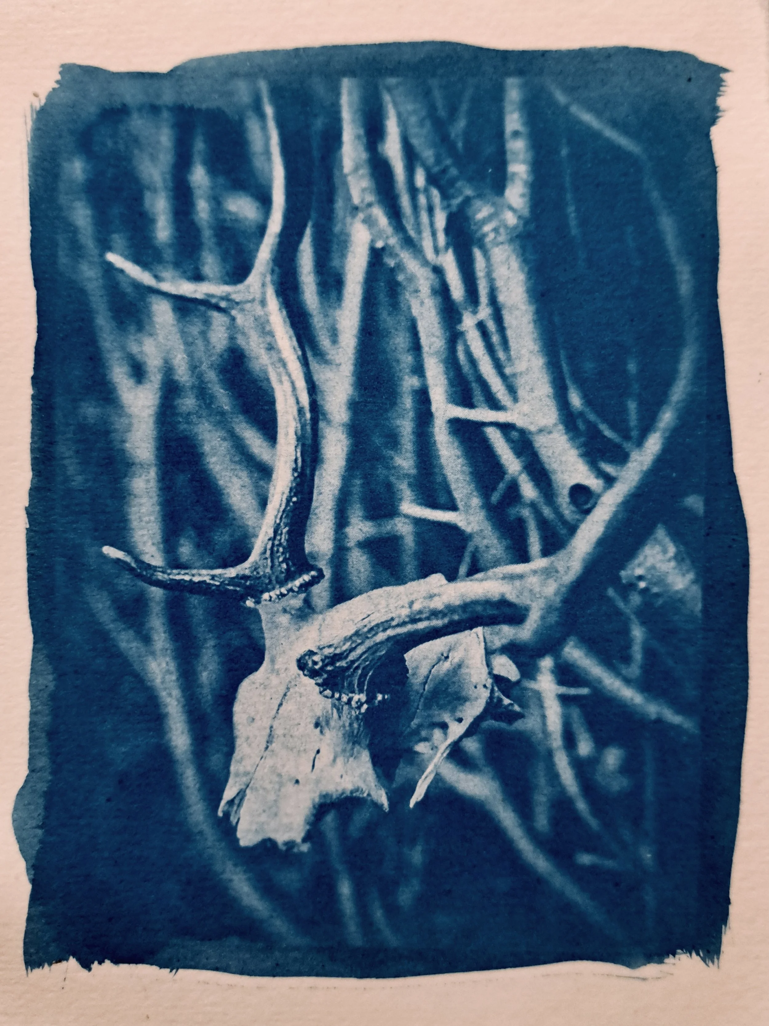 Original Cyanotypes