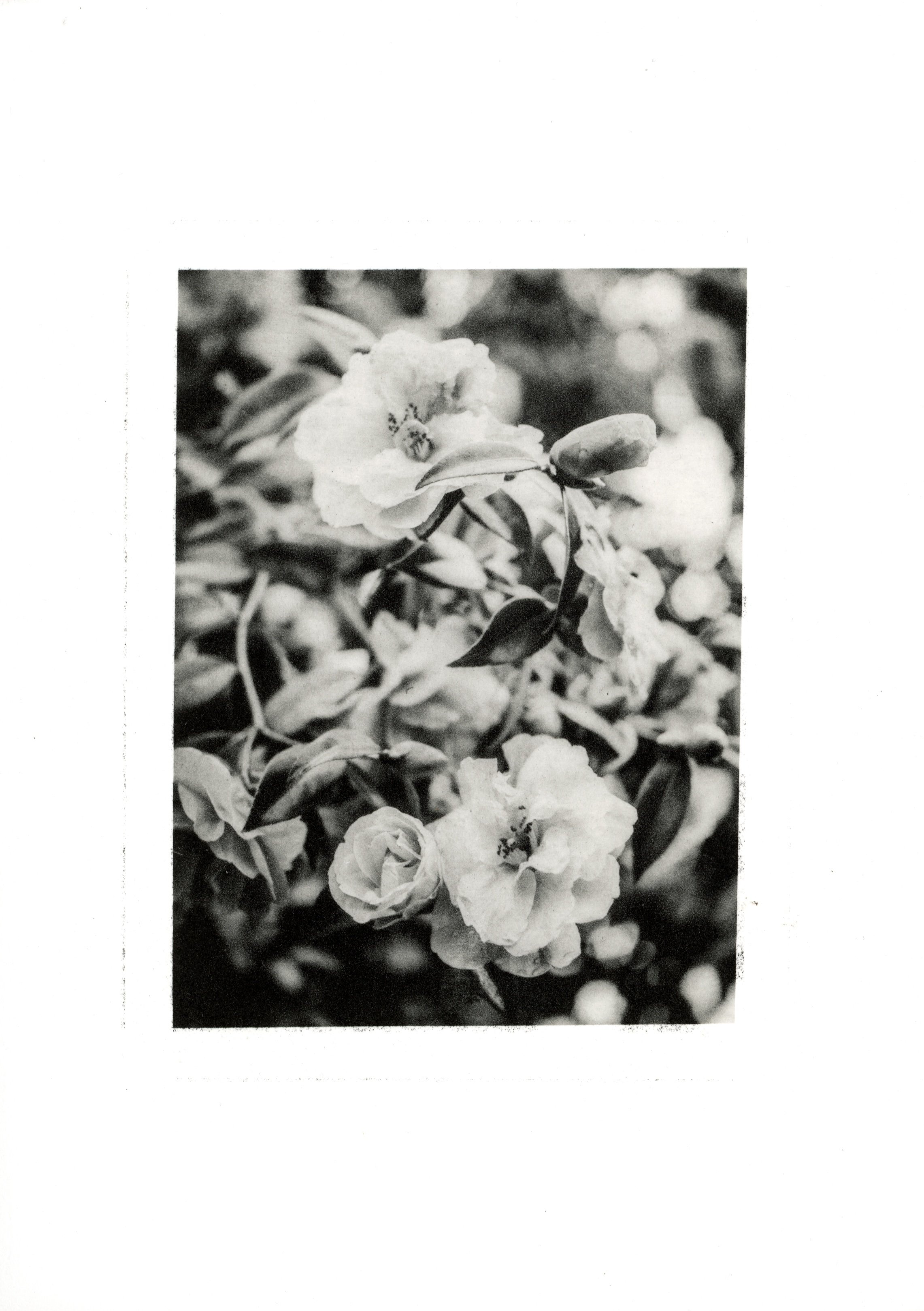 Camellias