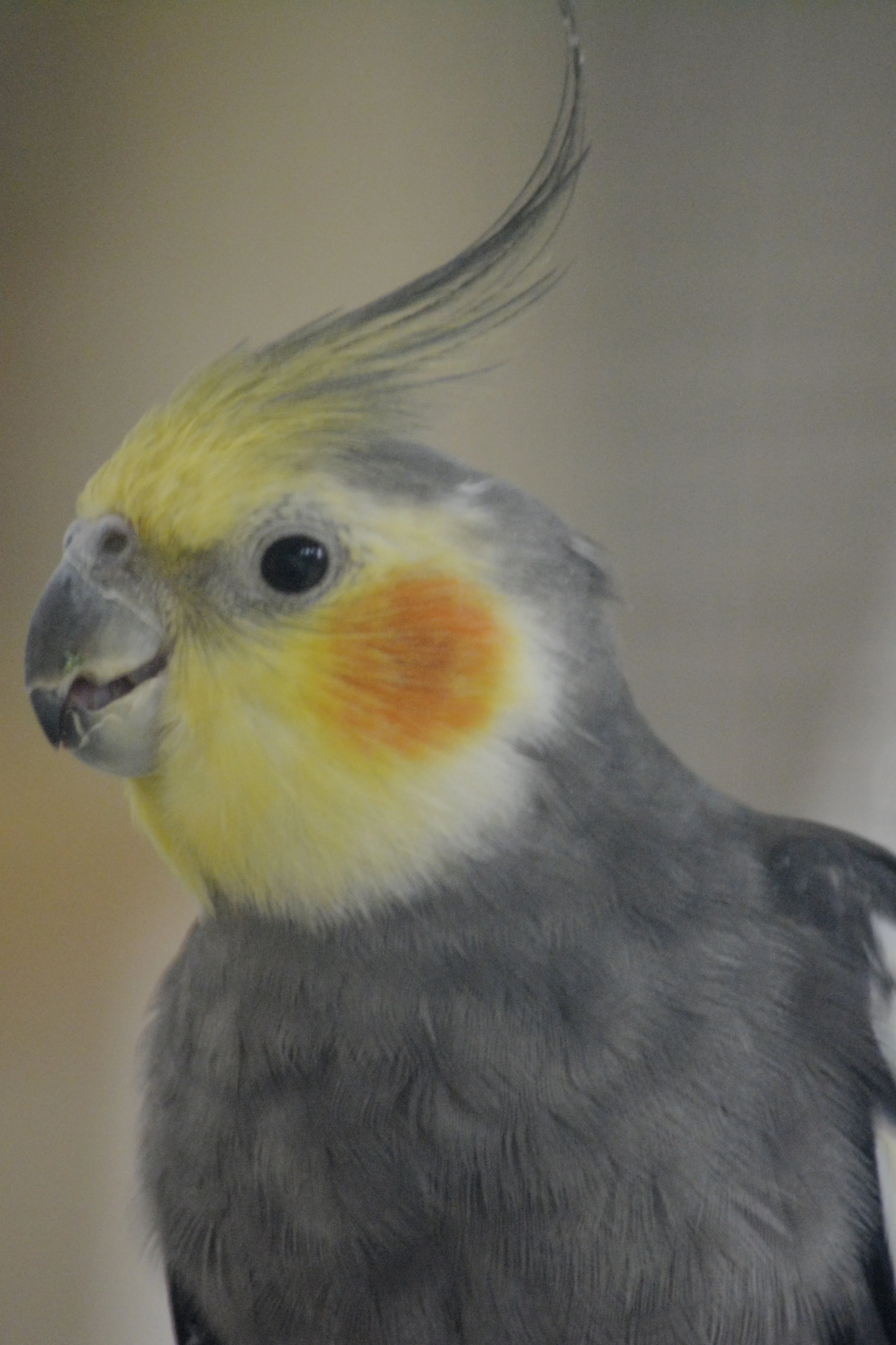 DSC_0970.JPG