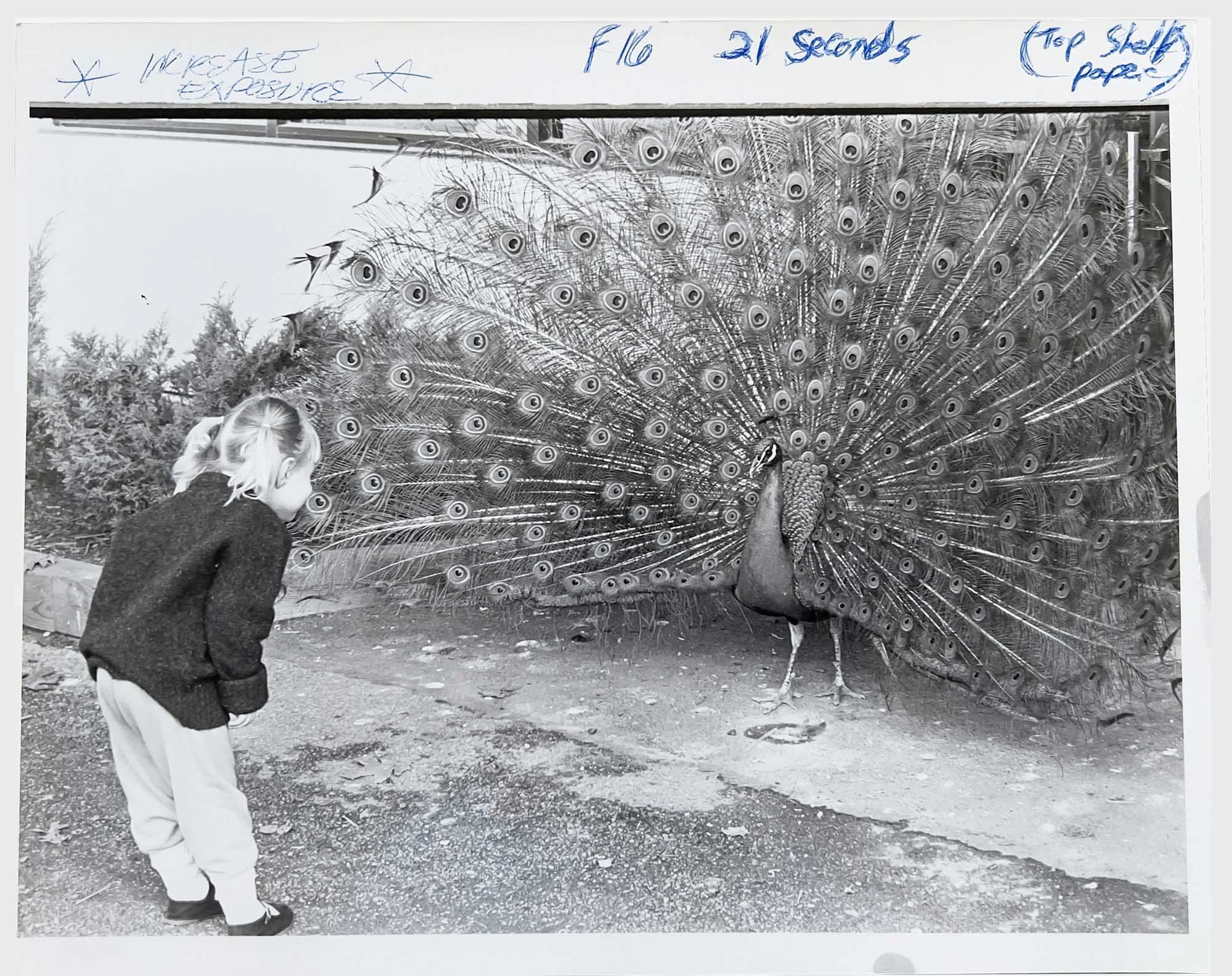 Black and white photograph of a young girl facing a peacock with its tail fully fanned, with handwritten darkroom notes along the print border.
