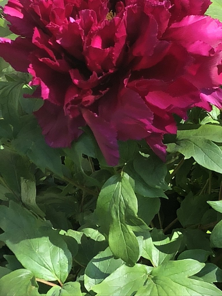 7A5B846B-2D20-48A7-AC0B-FDD8FE7D19FB_1_105_c.jpeg