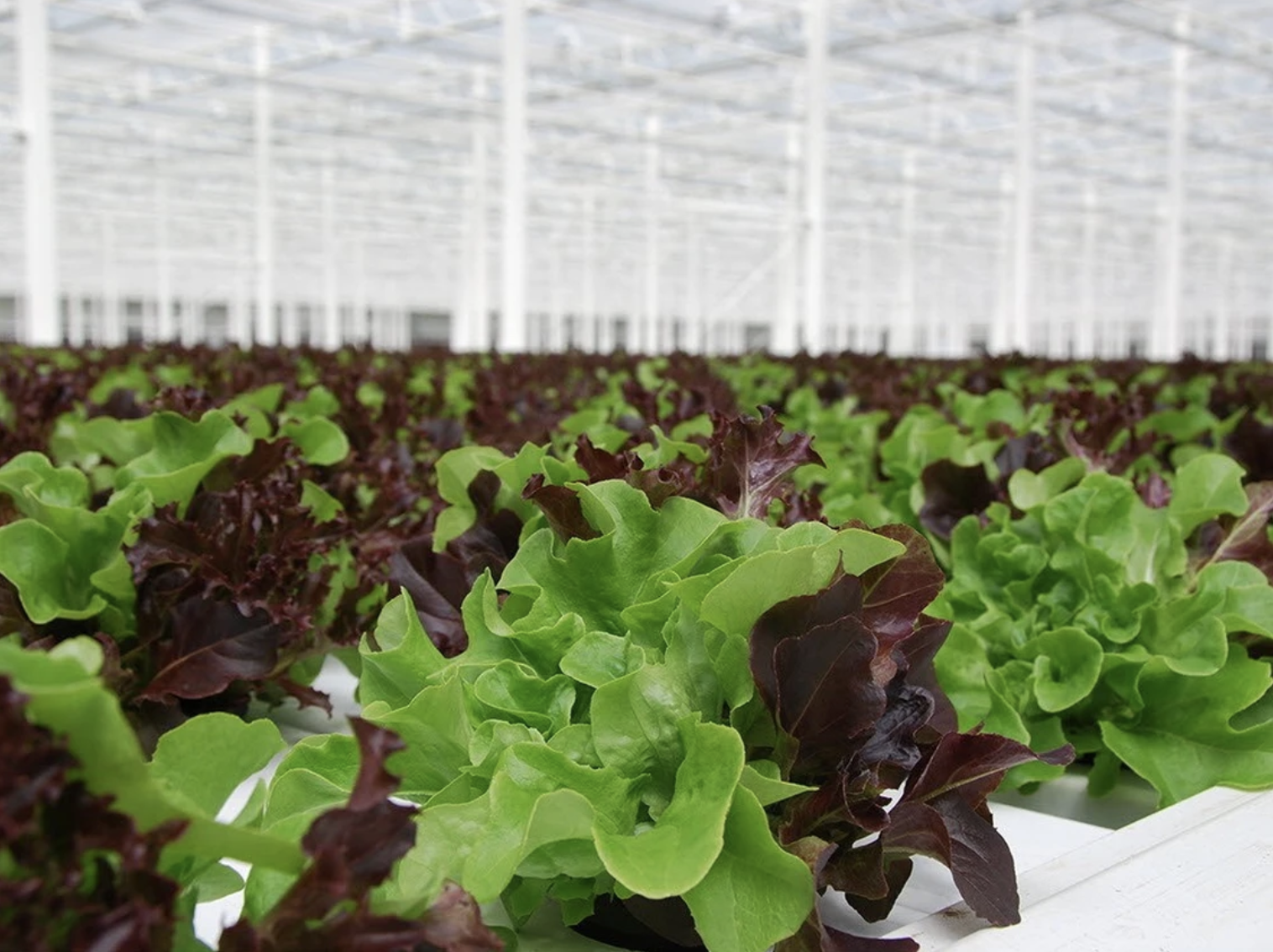 The Future of Food Security Starts in Alberta