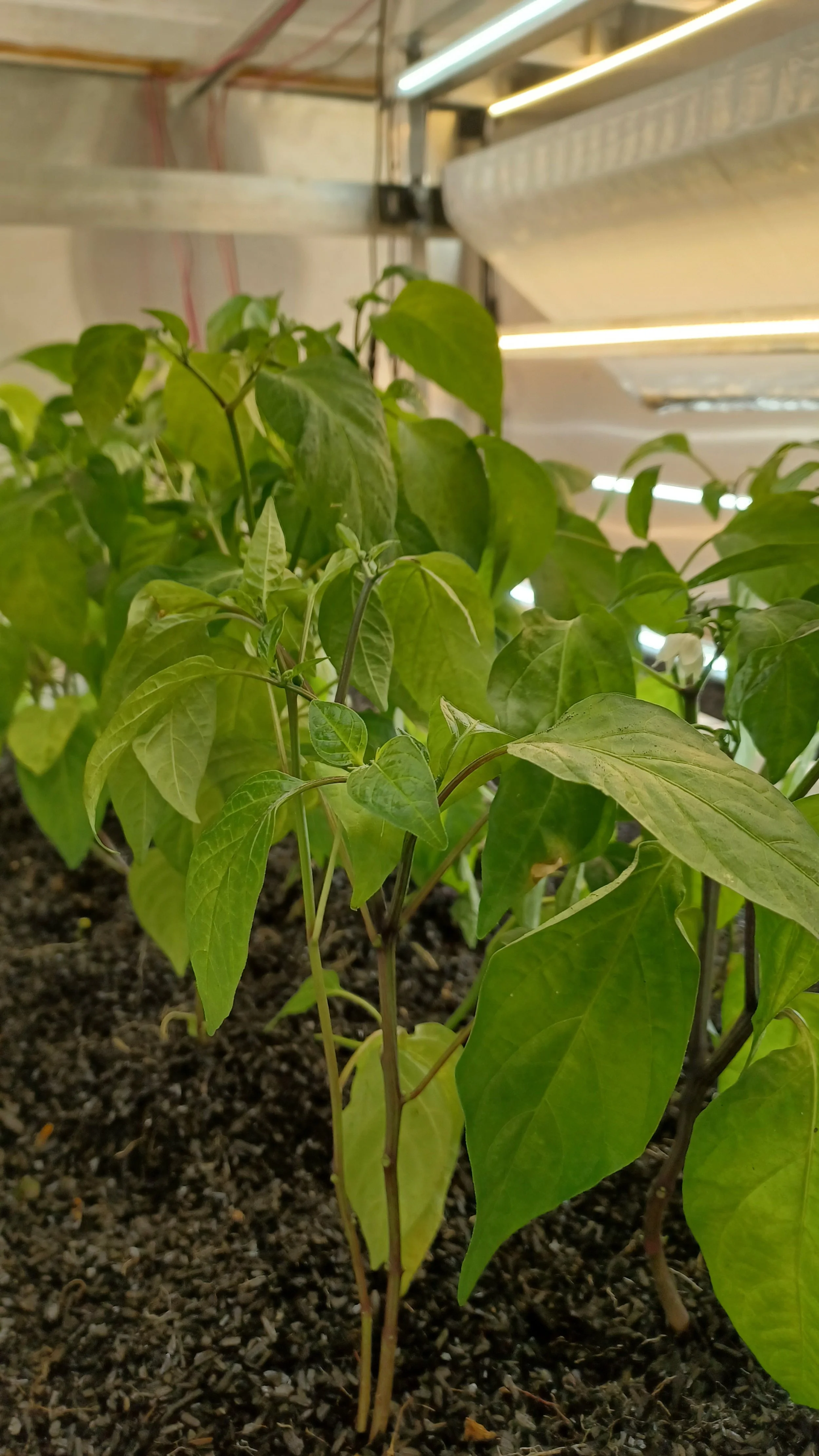 The Prototype, Planetary Harvest Lab, Calgary Alberta