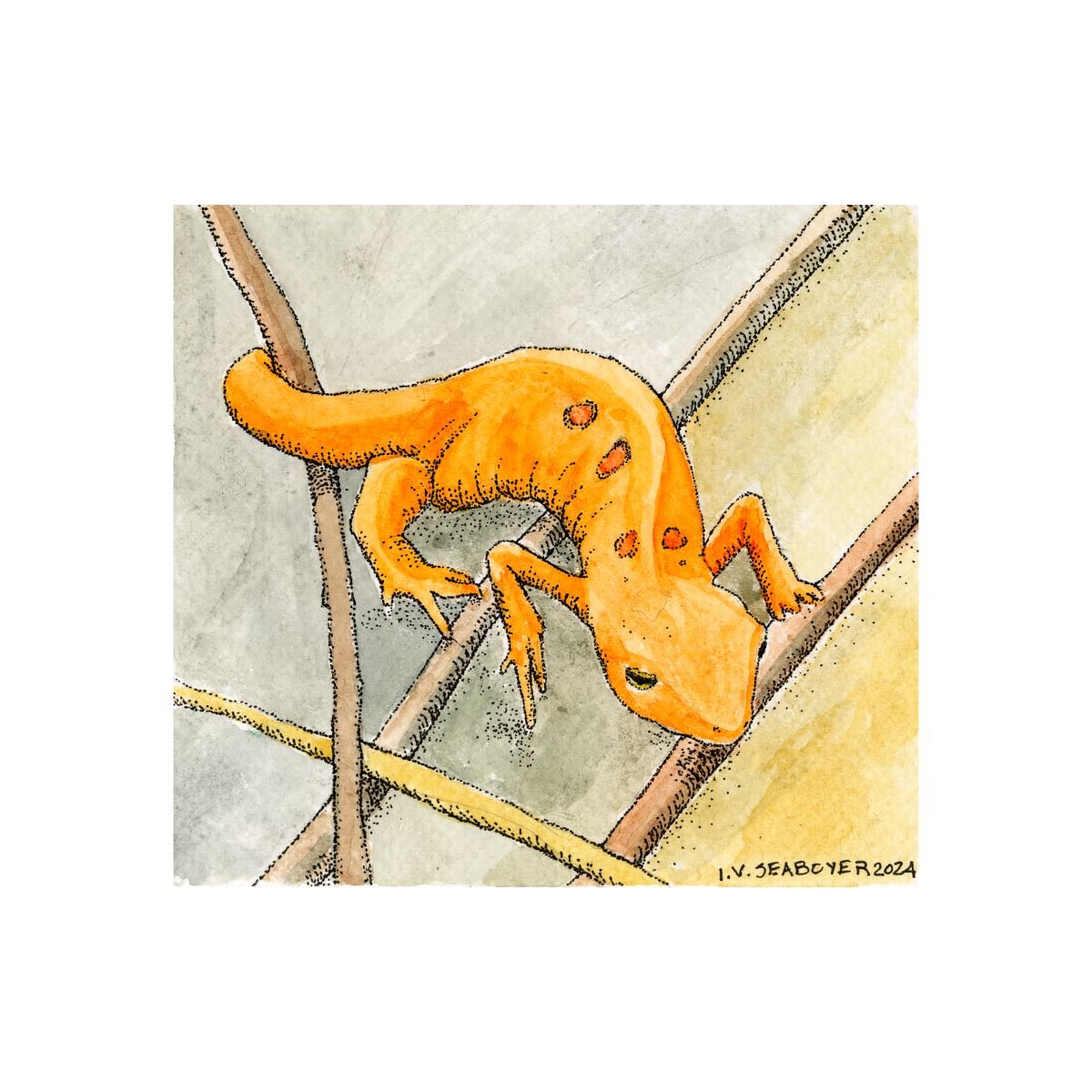 Red Eft Illustration by Ingeborg V. Seaboyer