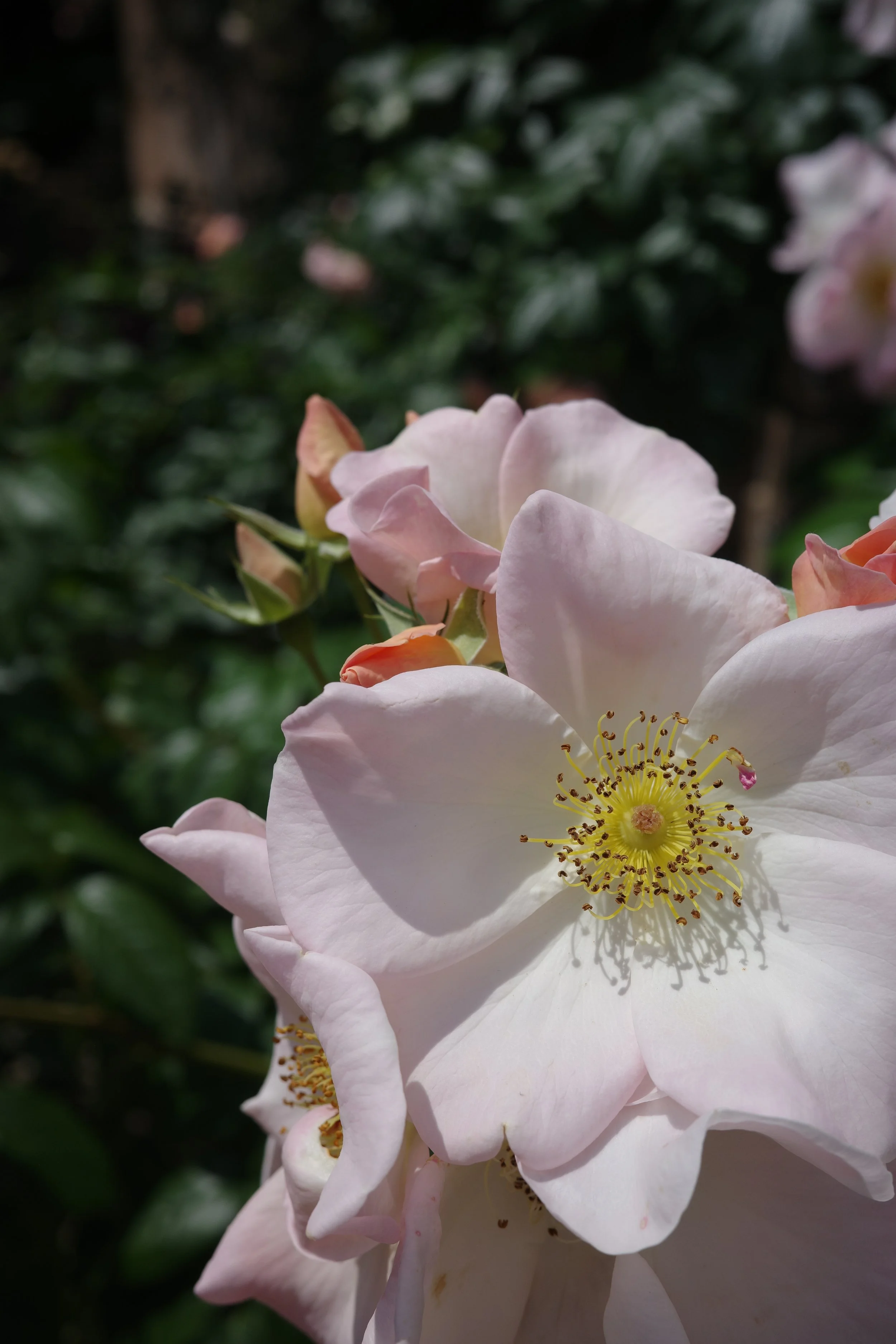 R0006250.JPG