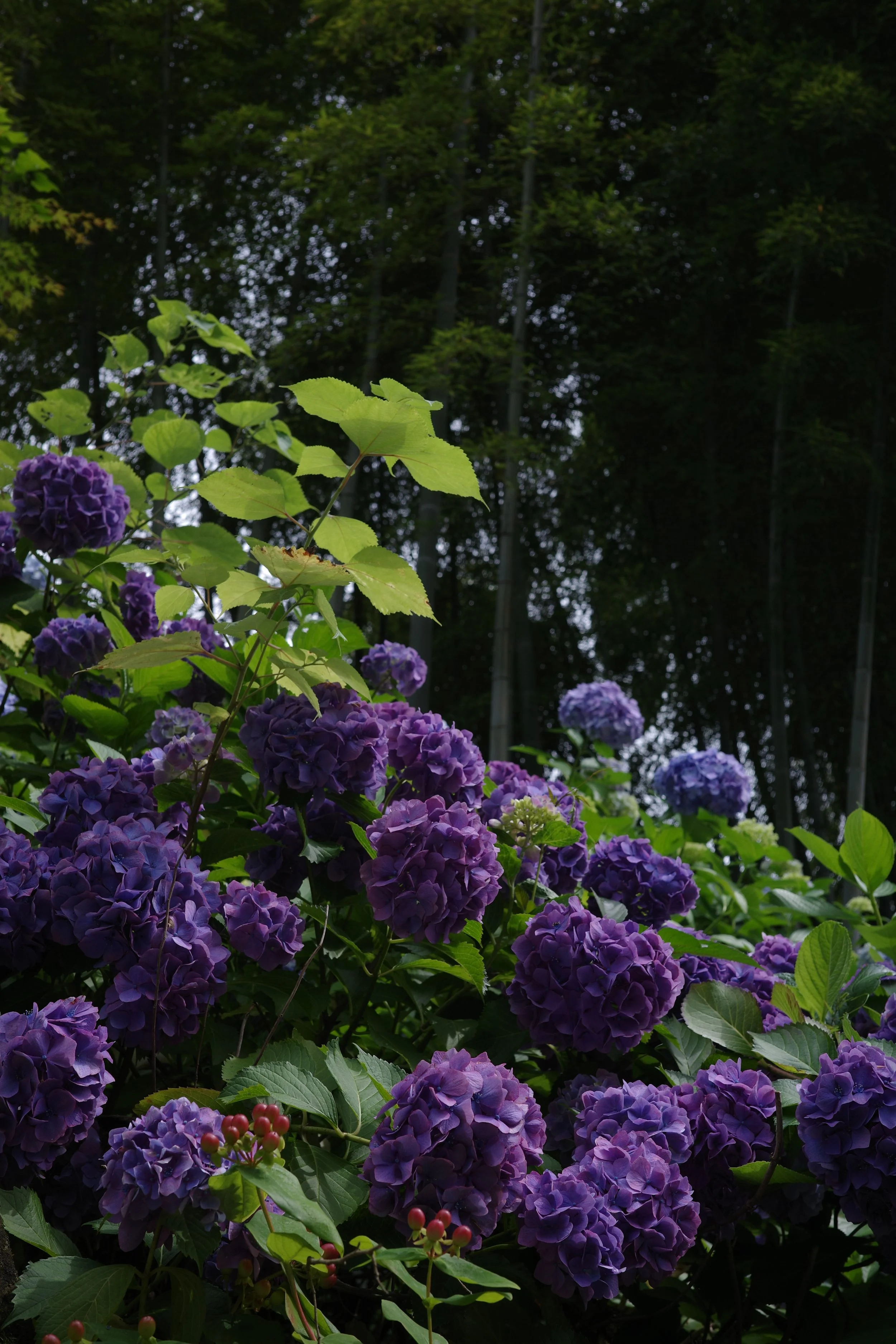 R0006620.JPG