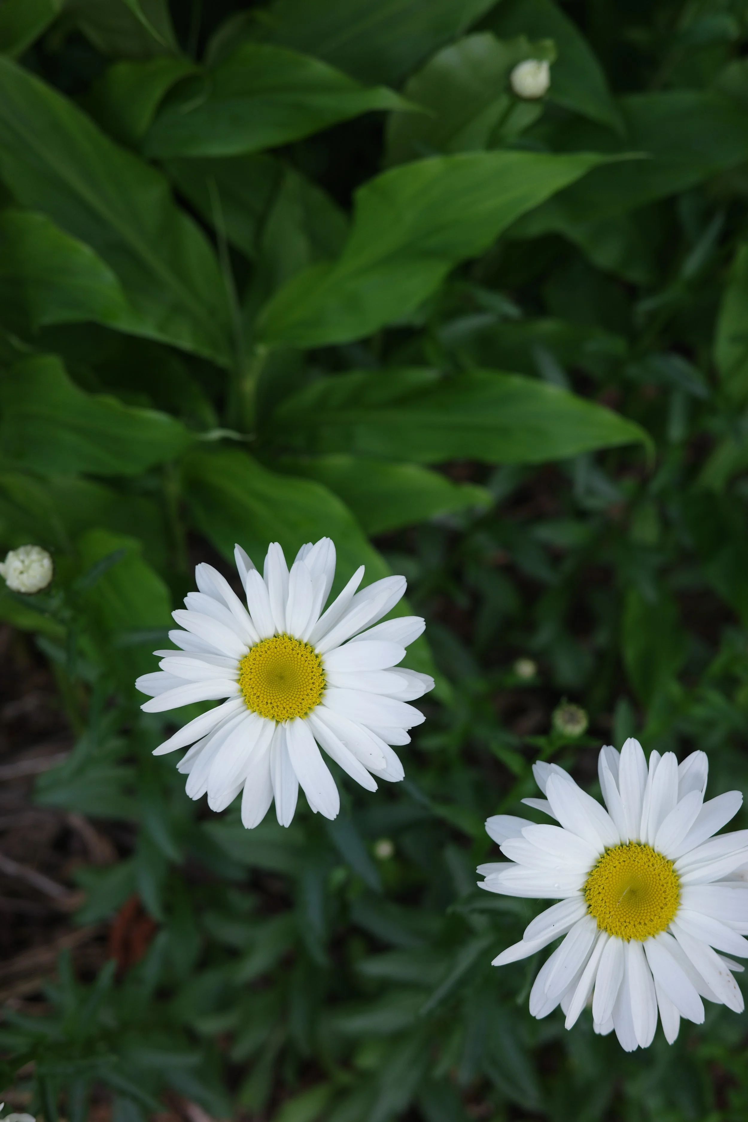 R0006120.JPG