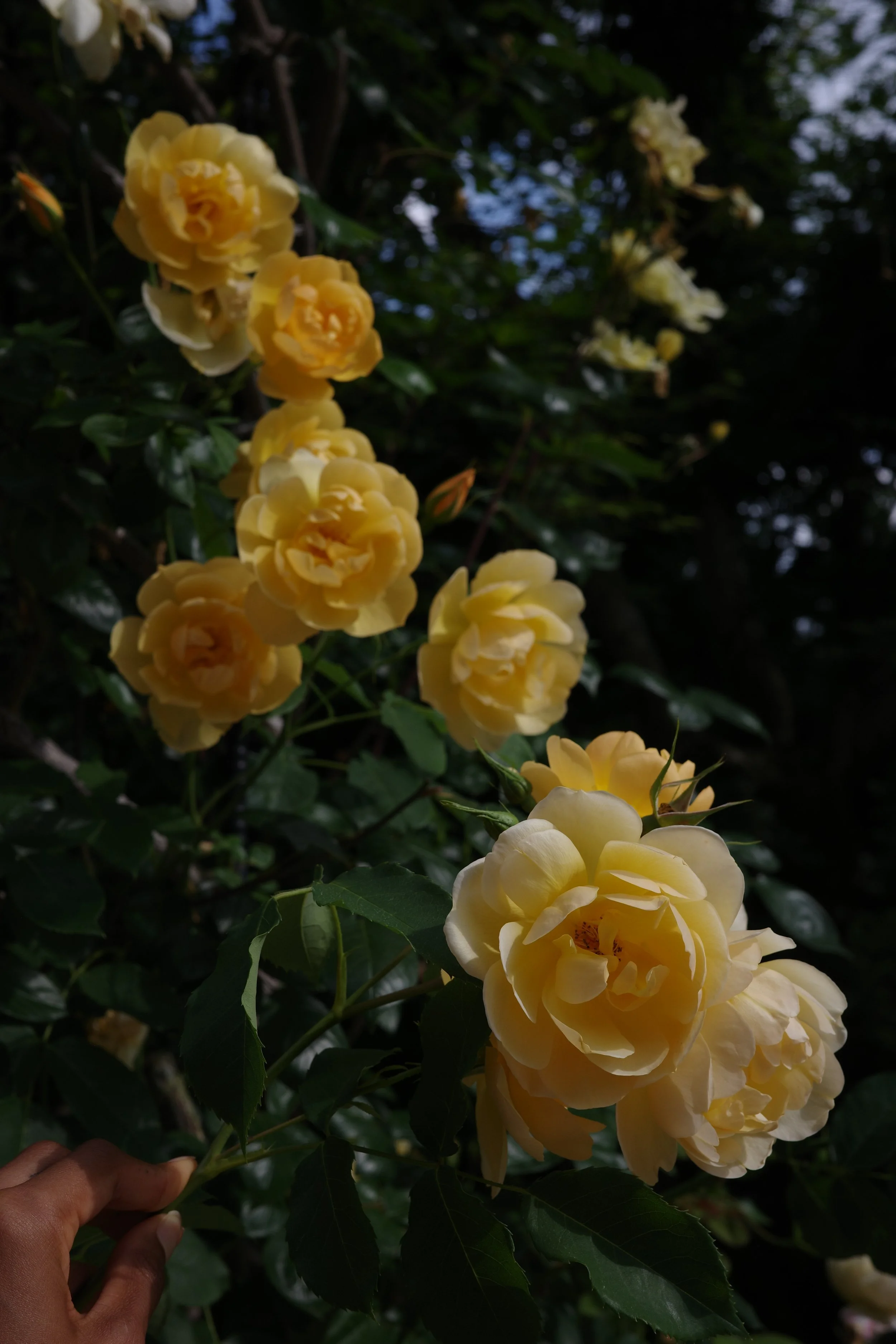 R0006288.JPG