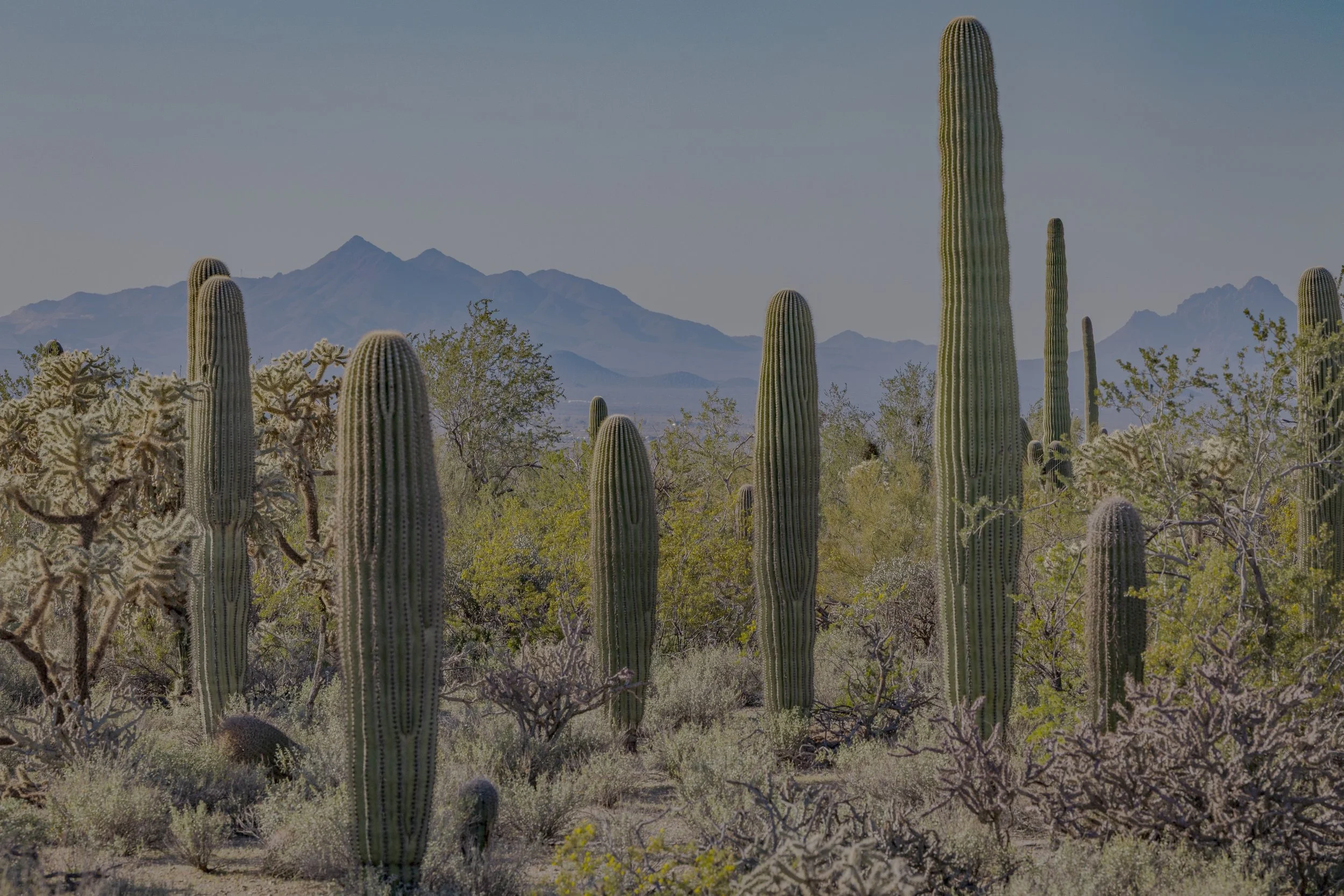 The Caregiver Cactus